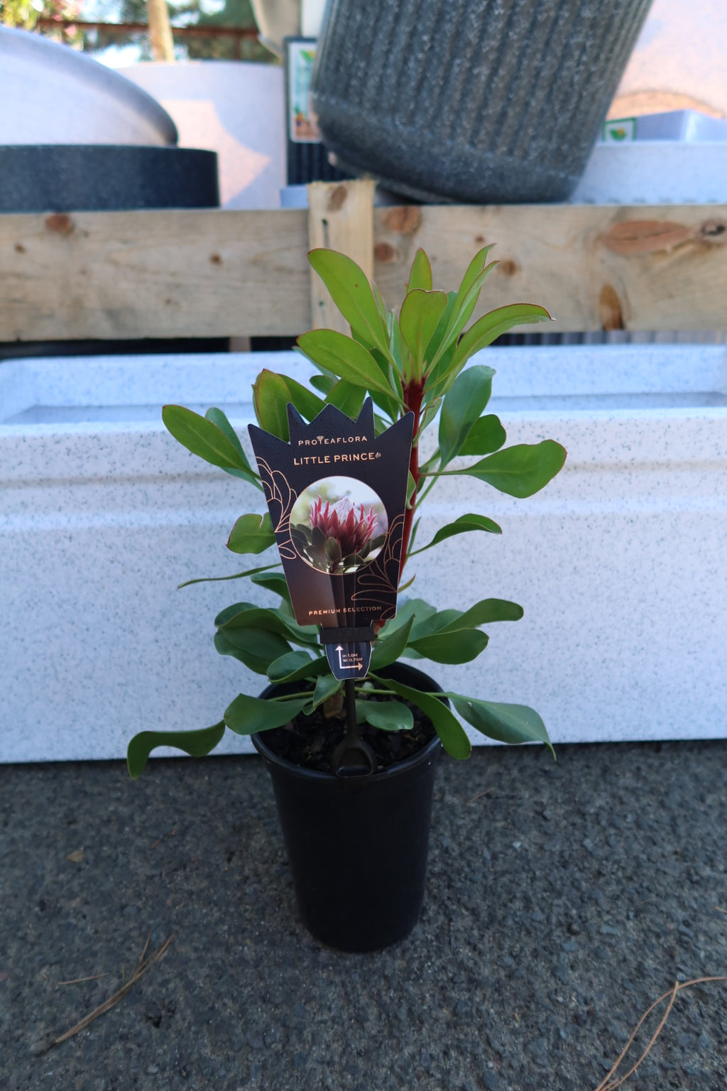Protea ‘Little Prince’