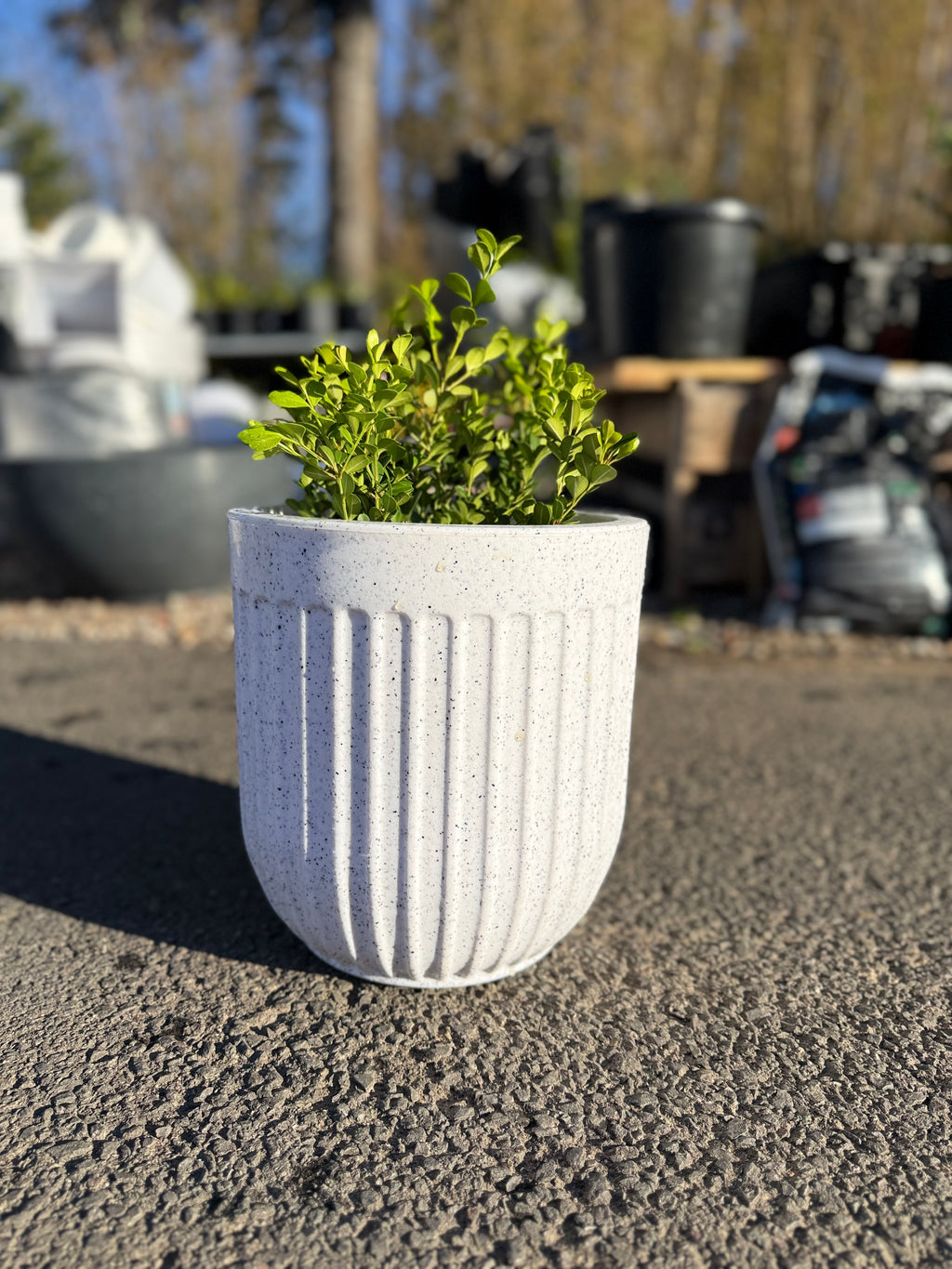 Egg Shaped Pot (Small Size)