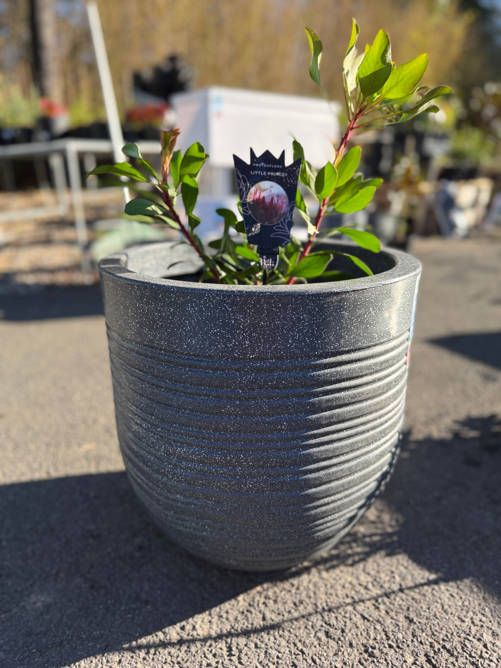 Ripper Pot Medium
