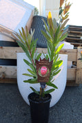 Protea ‘Special Pink Ice’