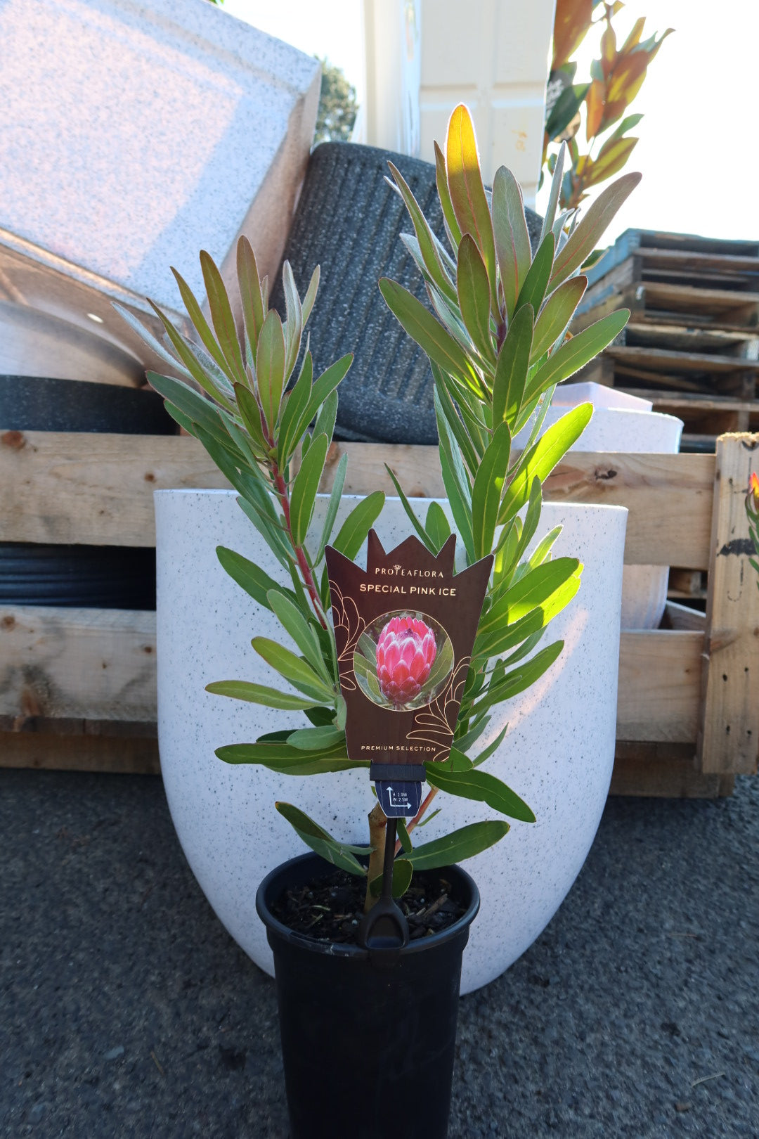 Protea ‘Special Pink Ice’