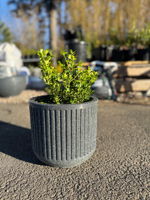 15inch Cosmic Pot (Small)