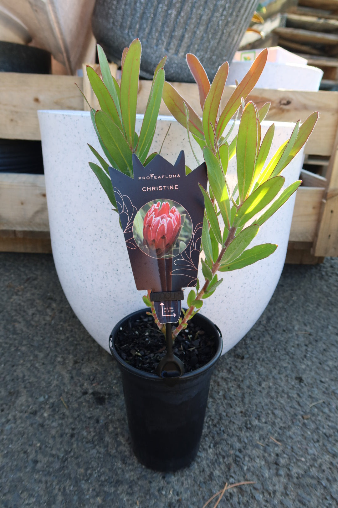 Protea ‘Christine’
