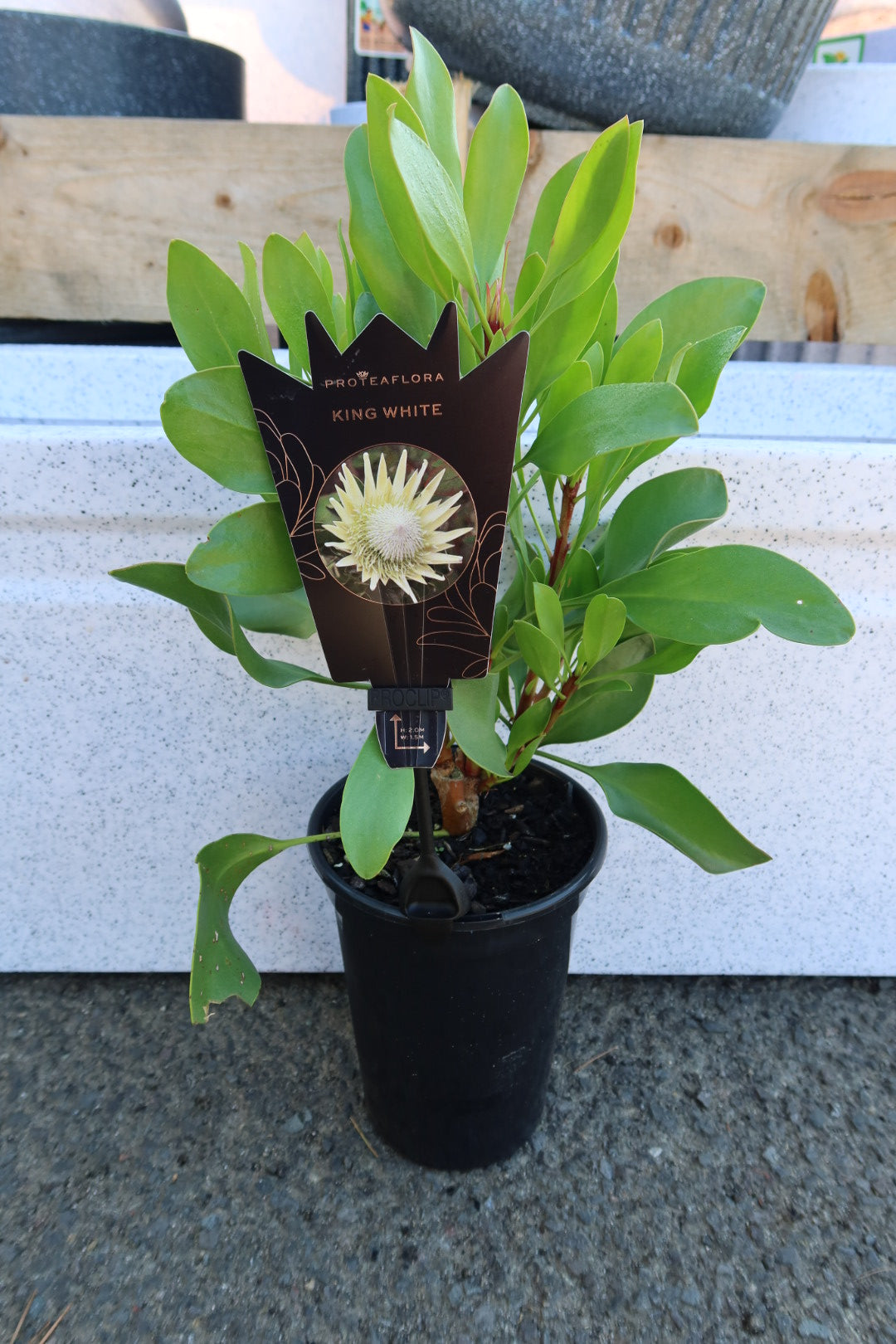 Protea ‘King White’