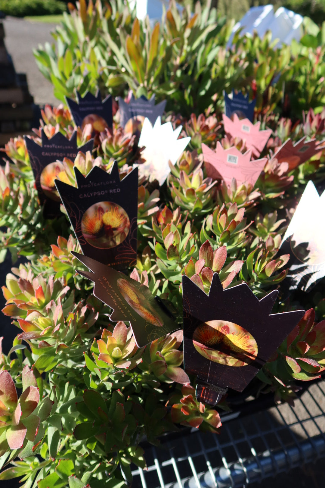 Protea ‘Calypso Red’