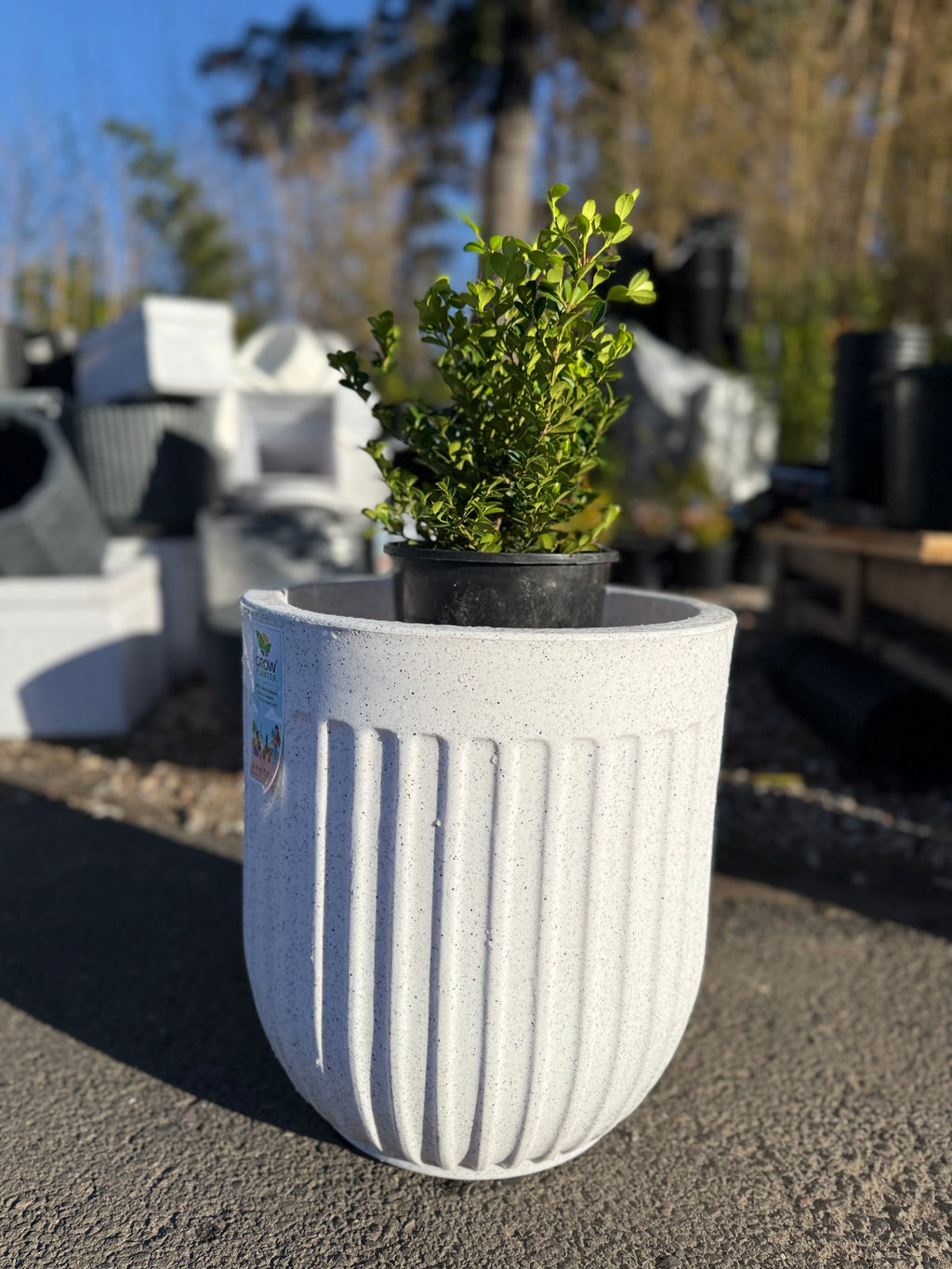 Egg Shaped Pot (Medium Size)