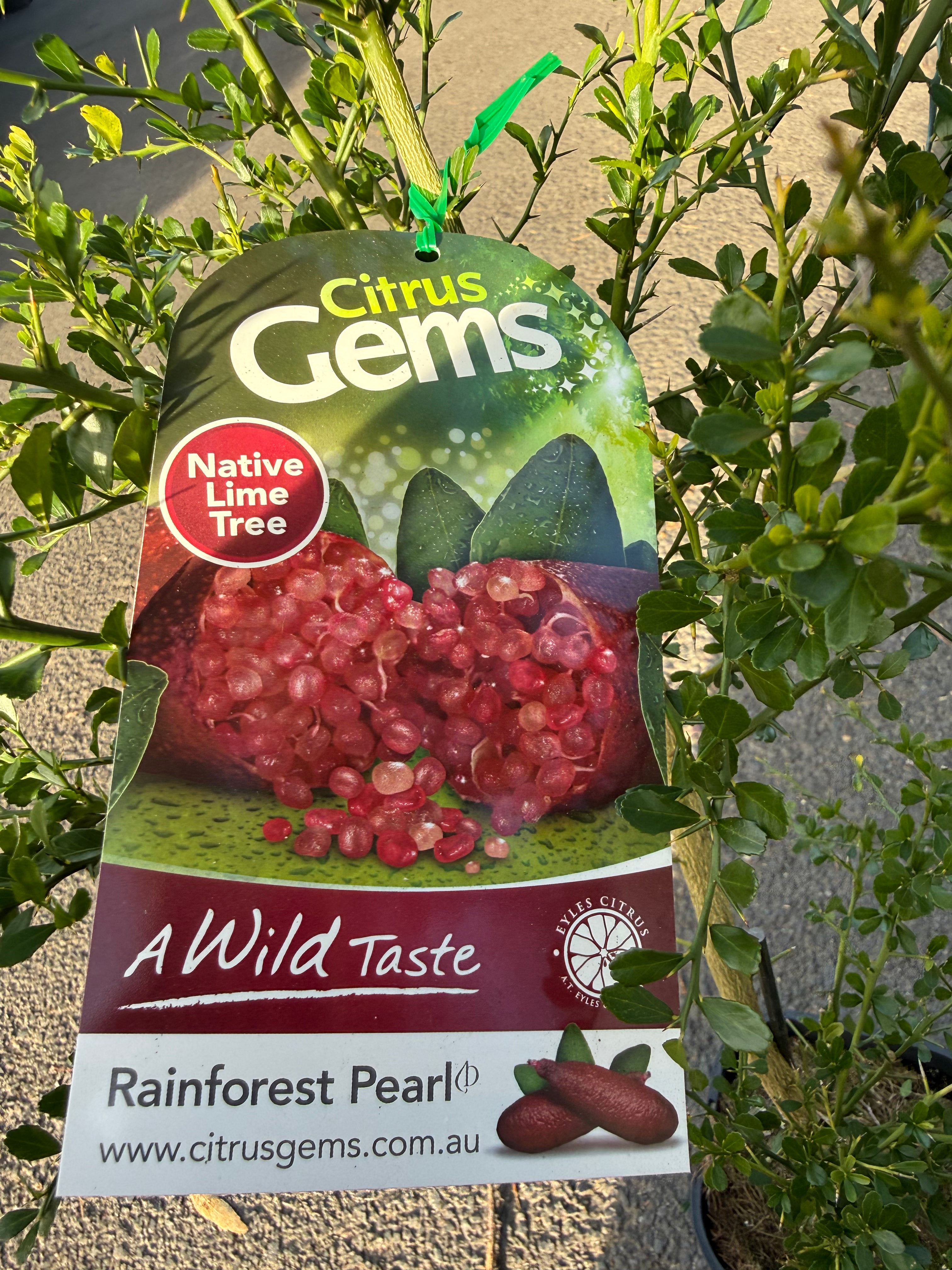 Rainforest Pearl Finger Lime
