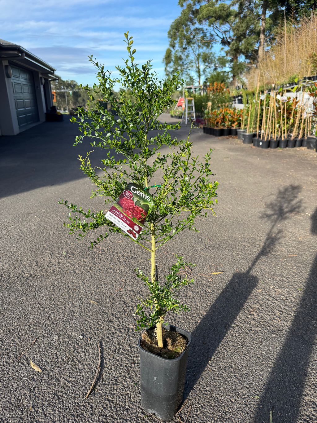 Rainforest Pearl Finger Lime