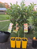 Seedless Lemon Eureka