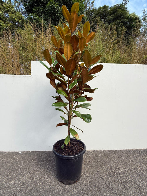 Magnolia Grandiflora "Teddy Bears" | Compact Evergreen Tree with Fragrant White Flowers