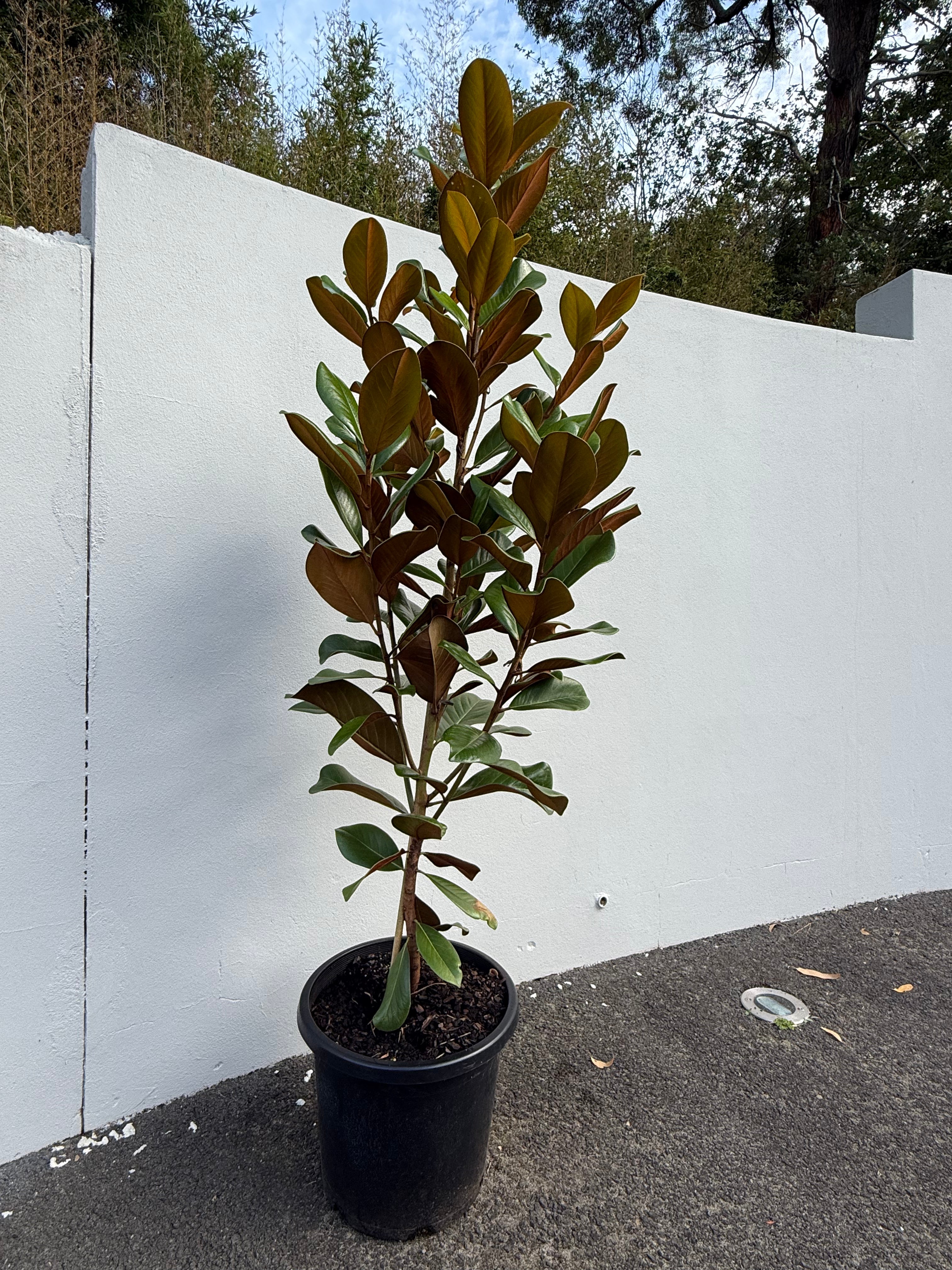 Magnolia Grandiflora "Teddy Bears" | Compact Evergreen Tree with Fragrant White Flowers