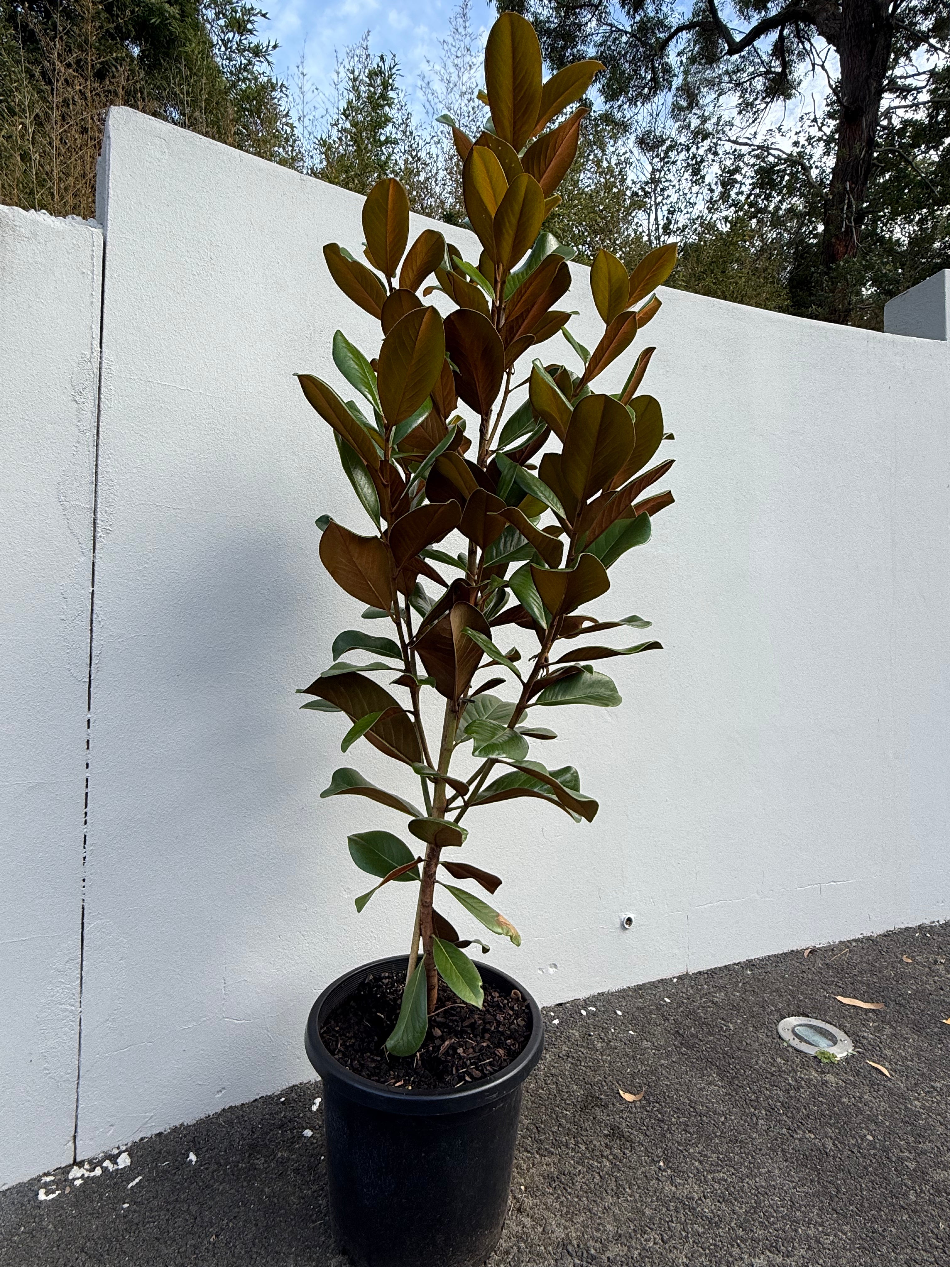 Magnolia Grandiflora "Teddy Bears" | Compact Evergreen Tree with Fragrant White Flowers