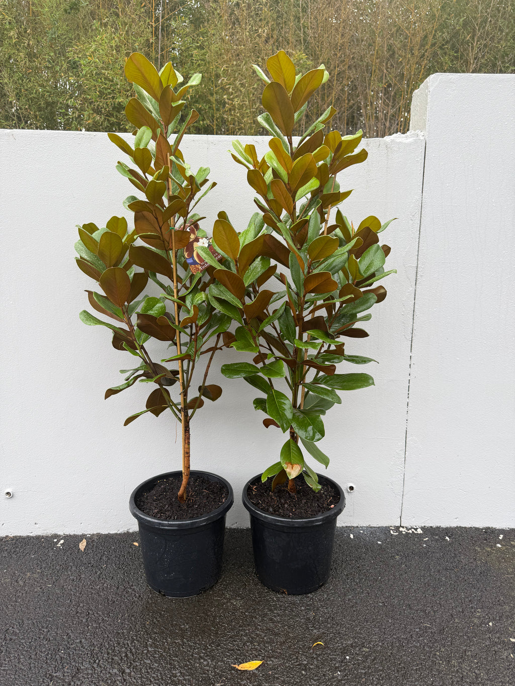 Magnolia Grandiflora "Teddy Bears" | Compact Evergreen Tree with Fragrant White Flowers