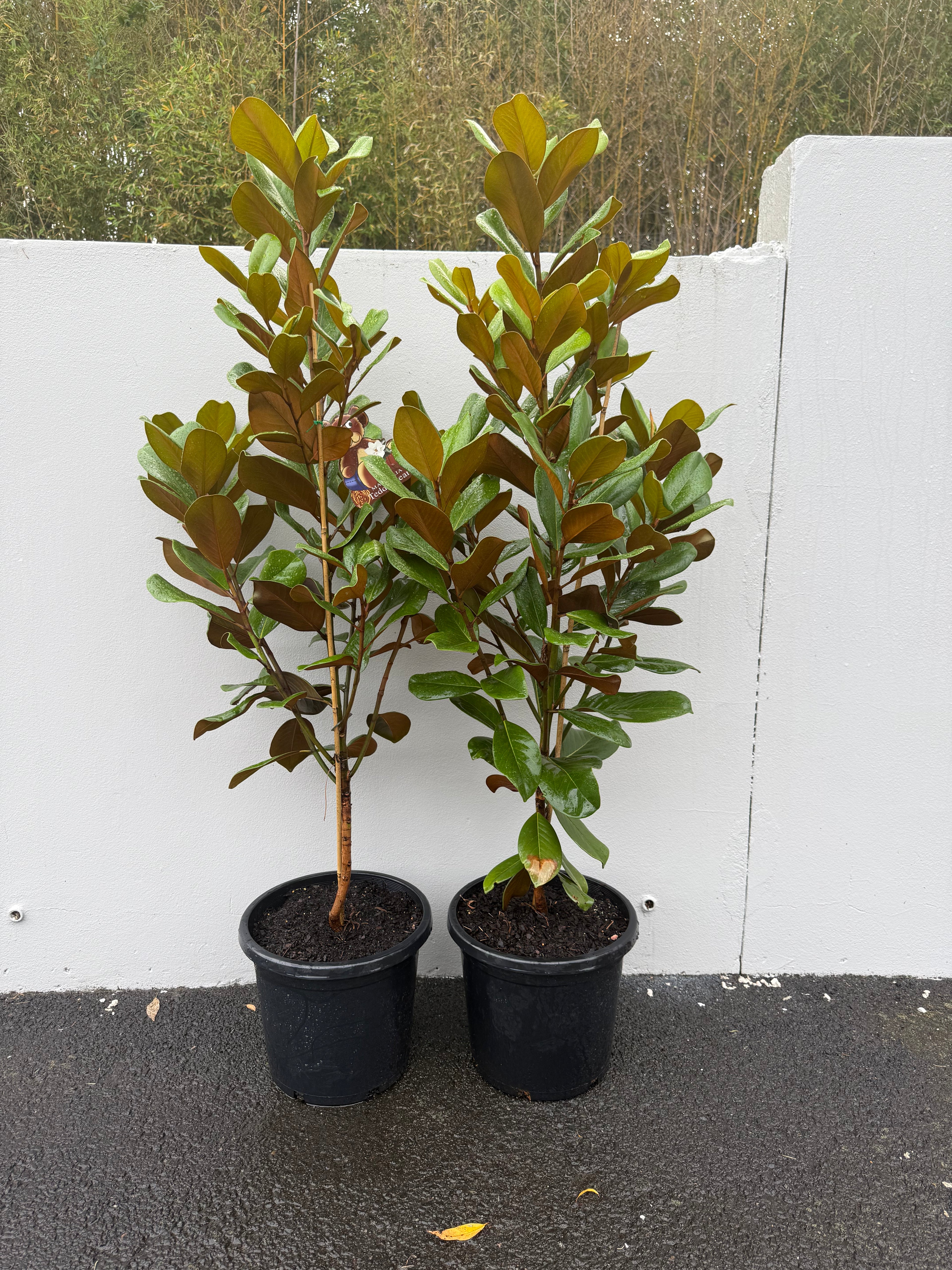 Magnolia Grandiflora "Teddy Bears" | Compact Evergreen Tree with Fragrant White Flowers