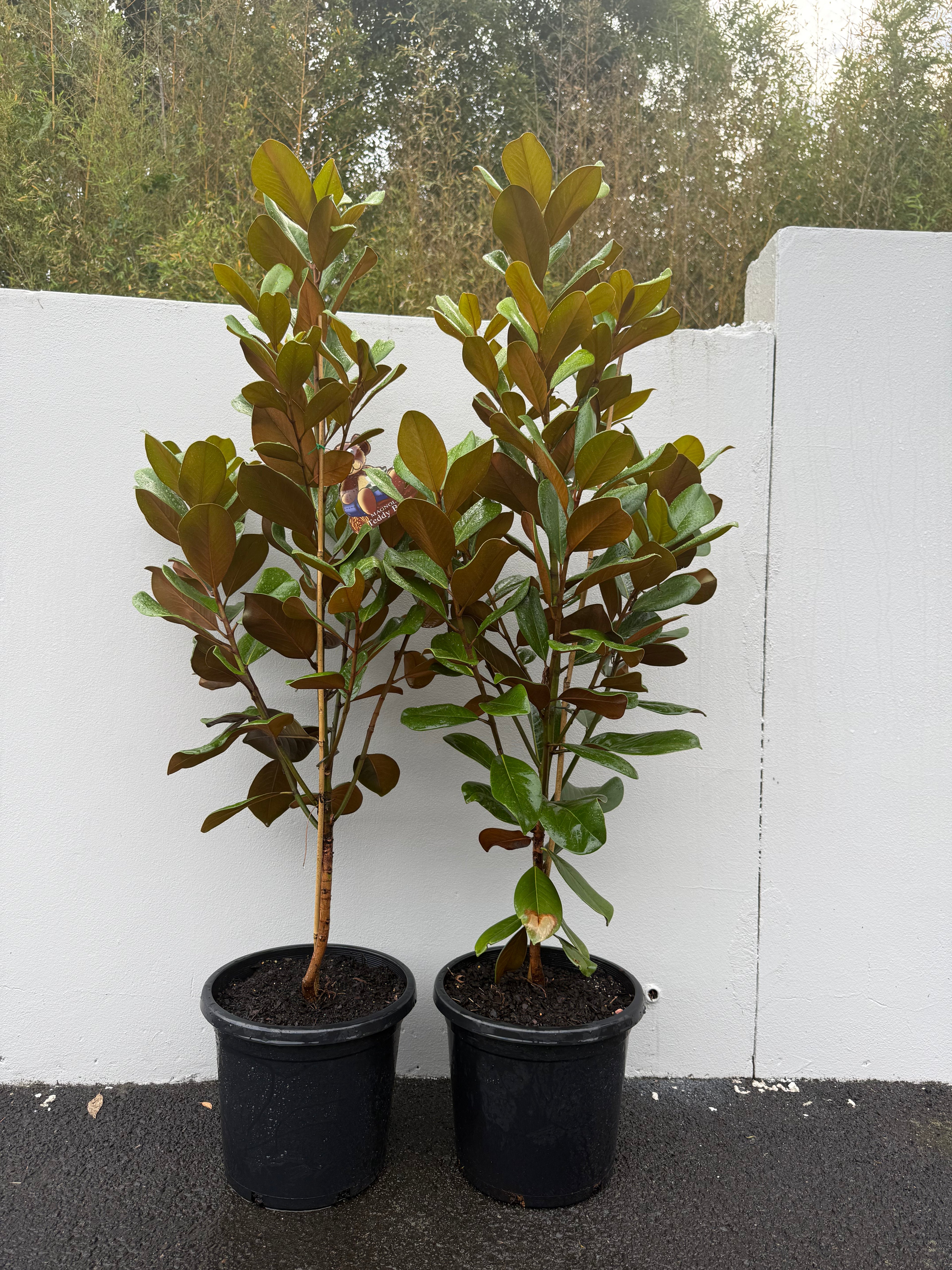 Magnolia Grandiflora "Teddy Bears" | Compact Evergreen Tree with Fragrant White Flowers