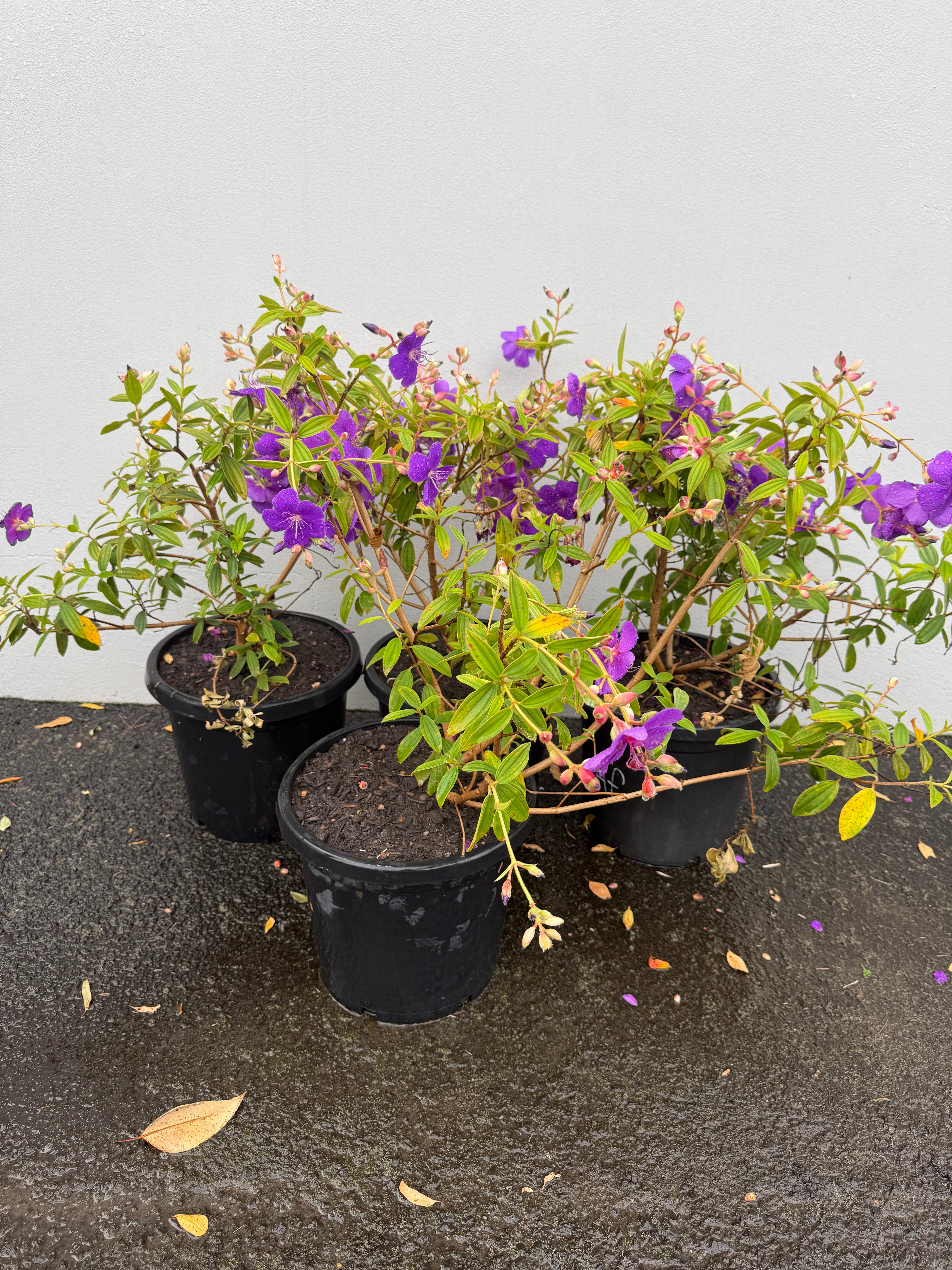 Tibouchina – Vibrant Purple Blooms & Velvet Foliage