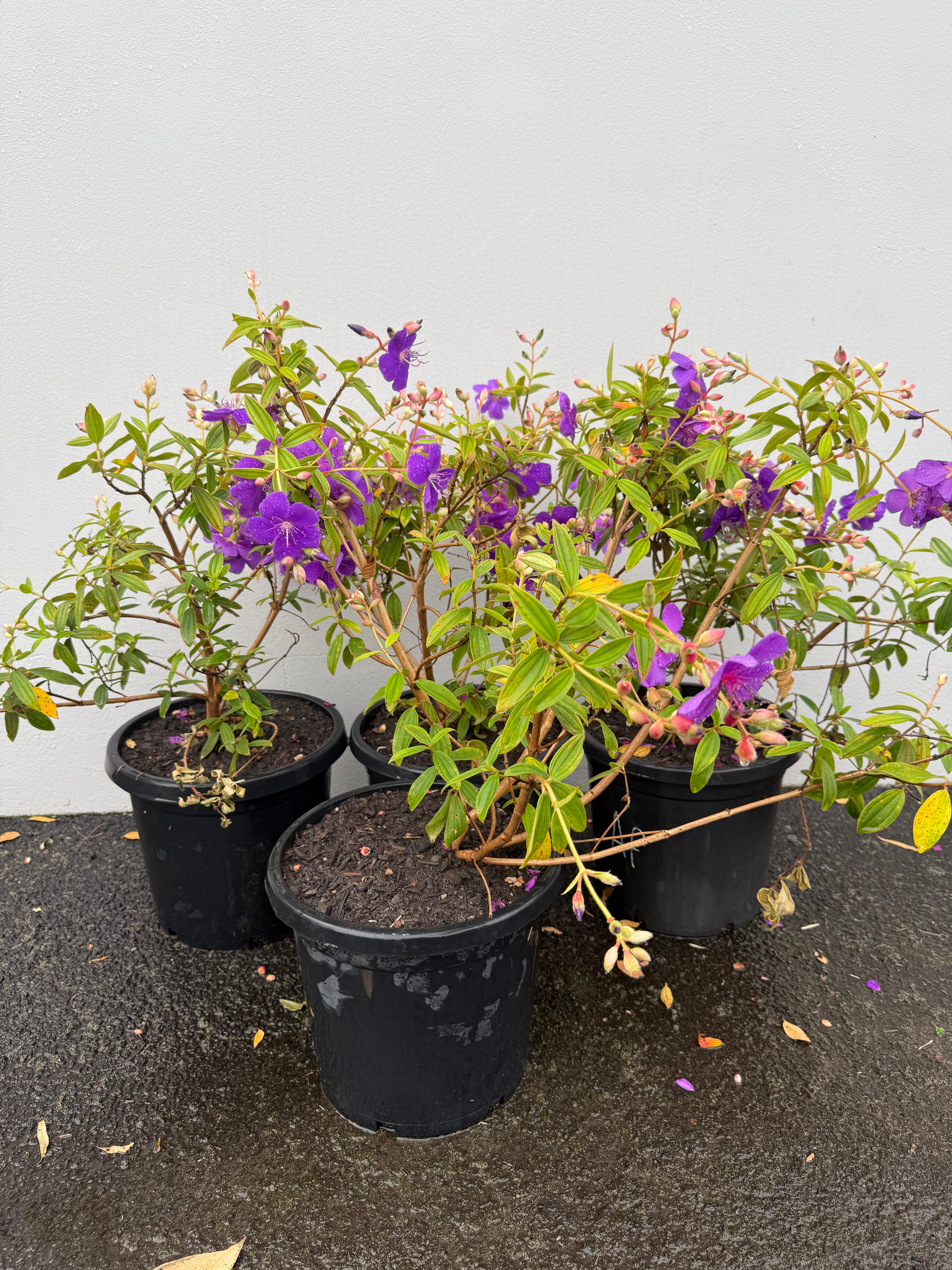 Tibouchina – Vibrant Purple Blooms & Velvet Foliage