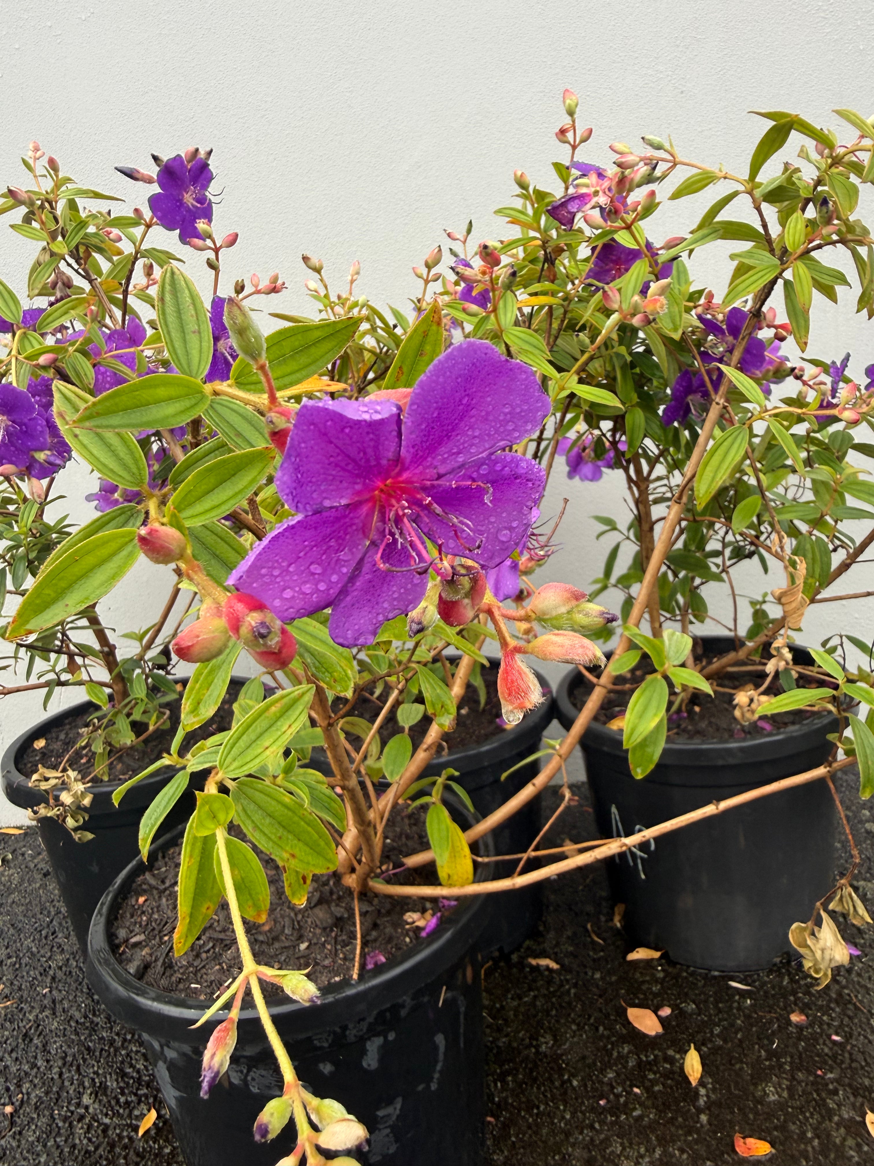 Tibouchina – Vibrant Purple Blooms & Velvet Foliage
