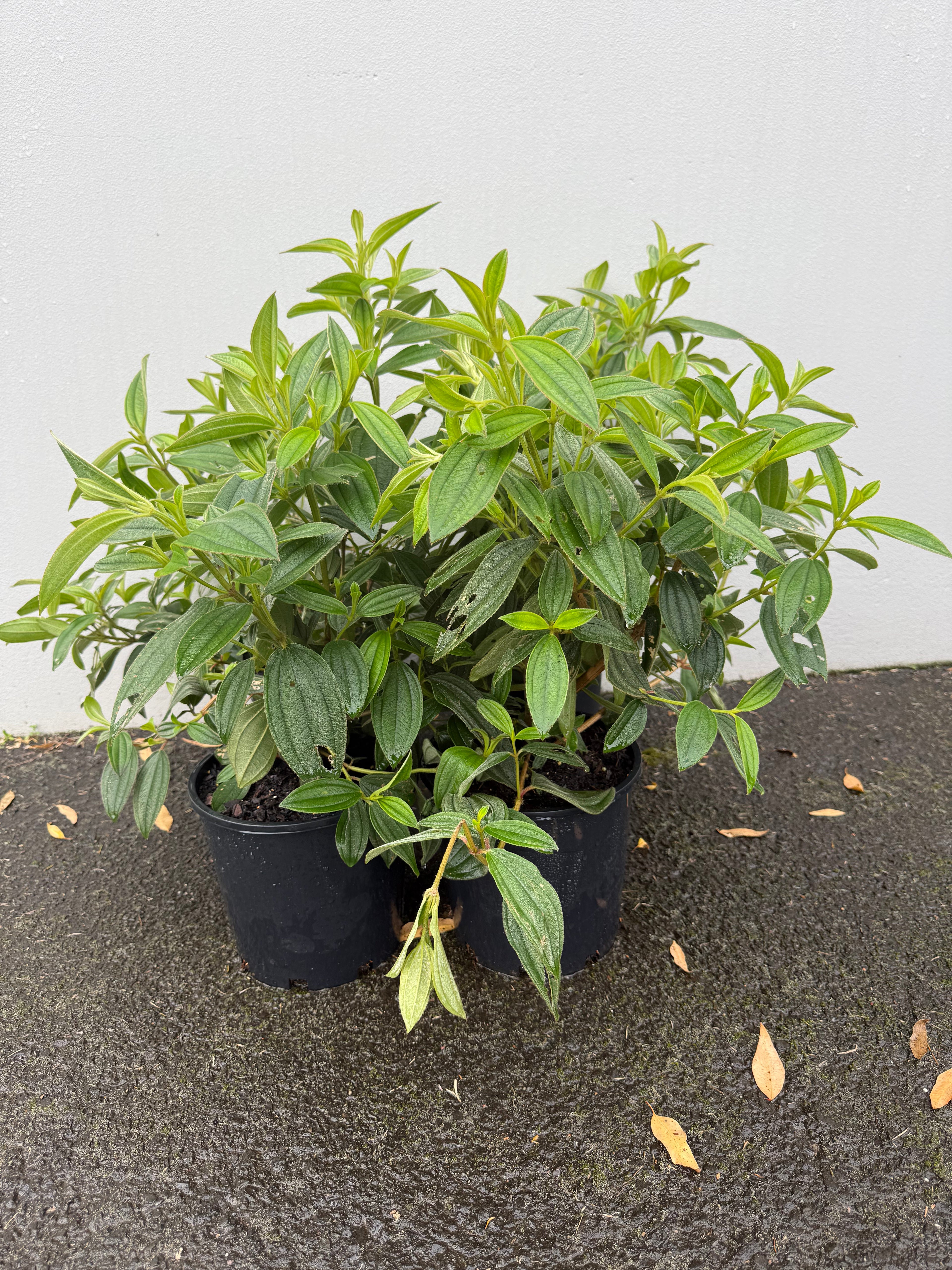 Tibouchina (baby) – Vibrant Purple Blooms & Velvet Foliage