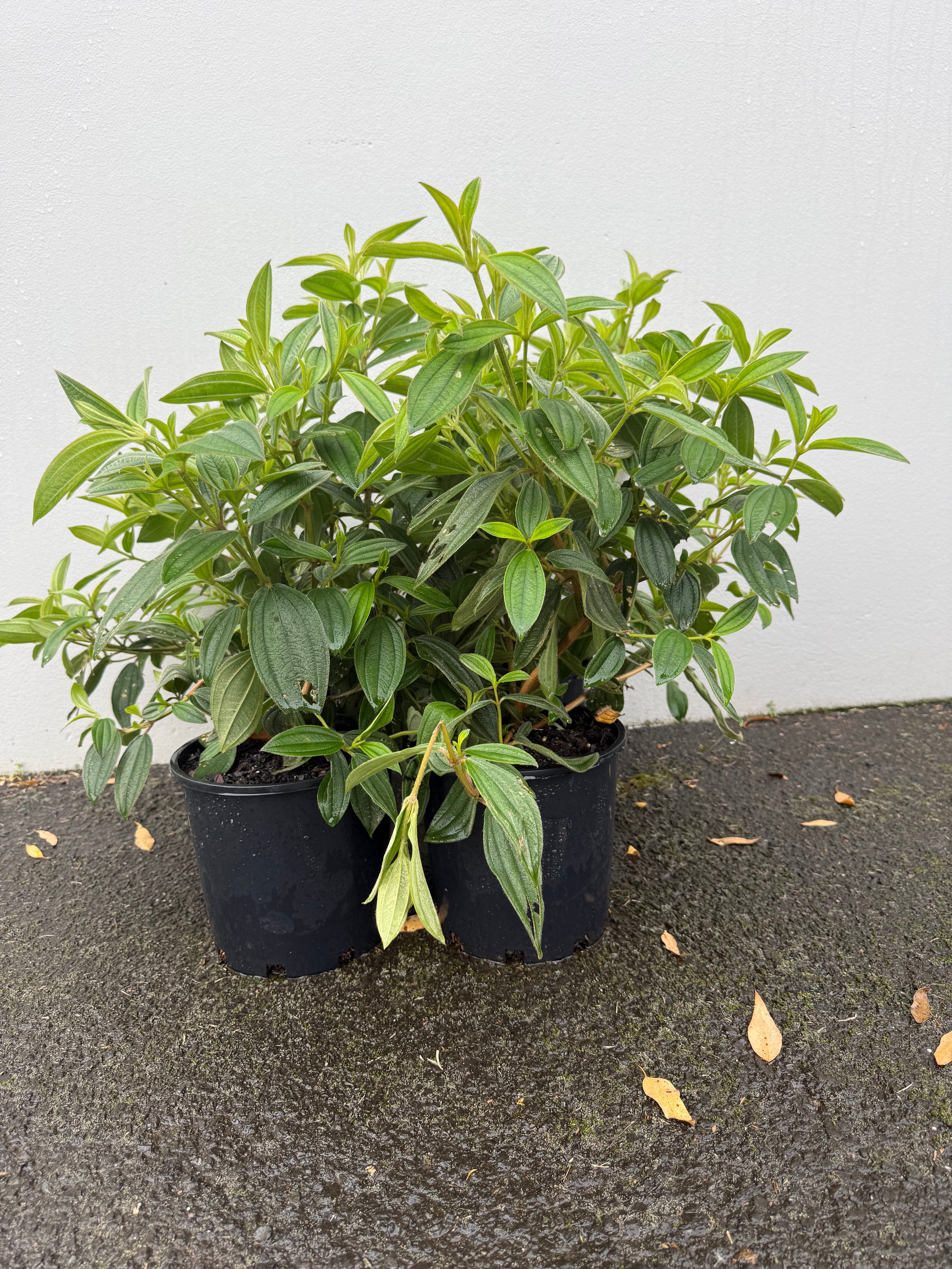 Tibouchina (baby) – Vibrant Purple Blooms & Velvet Foliage