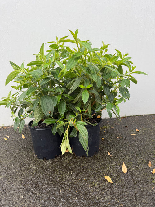 Tibouchina (baby) – Vibrant Purple Blooms & Velvet Foliage