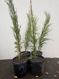 Italian Pencil Pine