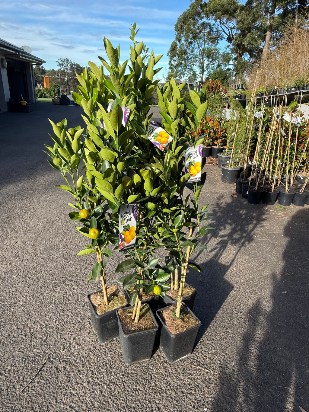 Calamondin Tree