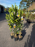Calamondin Tree