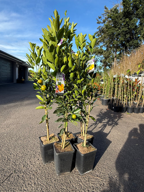 Calamondin Tree