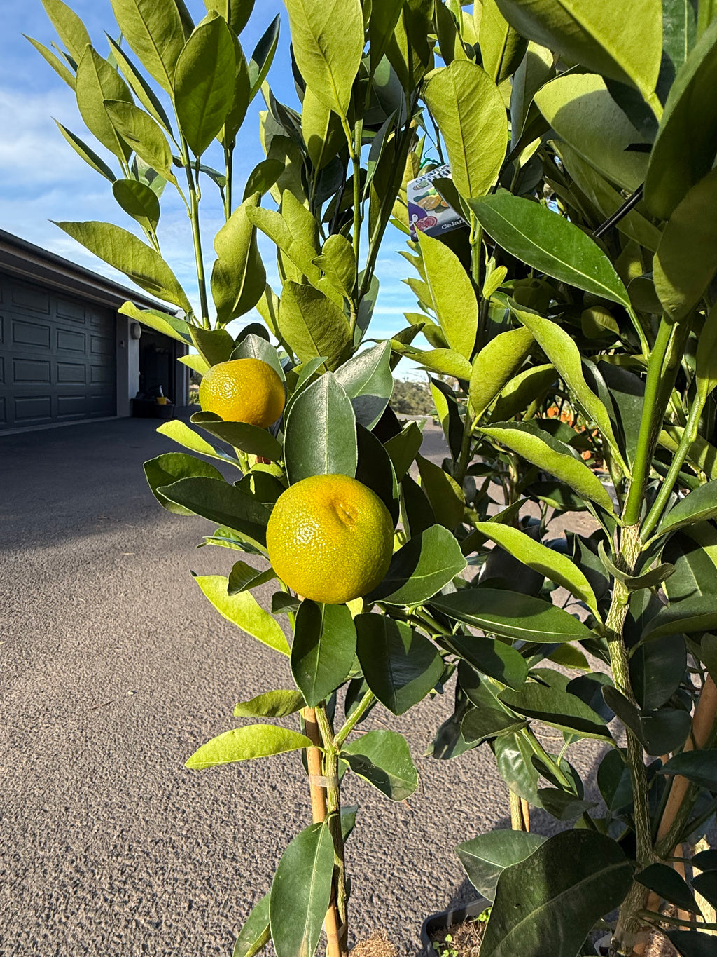 Calamondin Tree