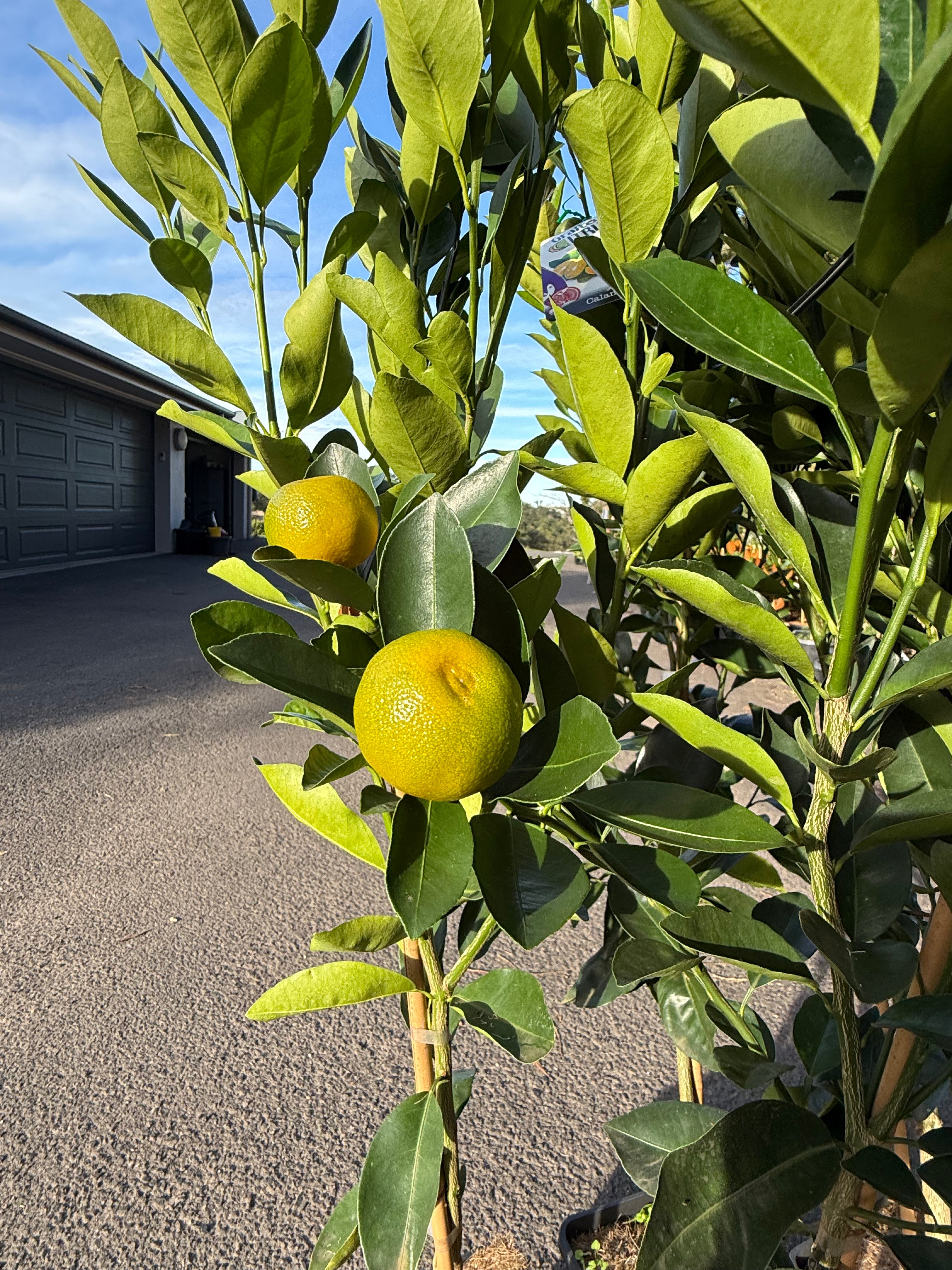 Calamondin Tree