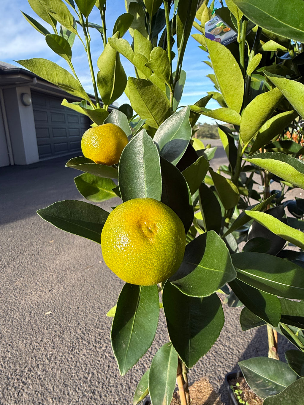 Calamondin Tree