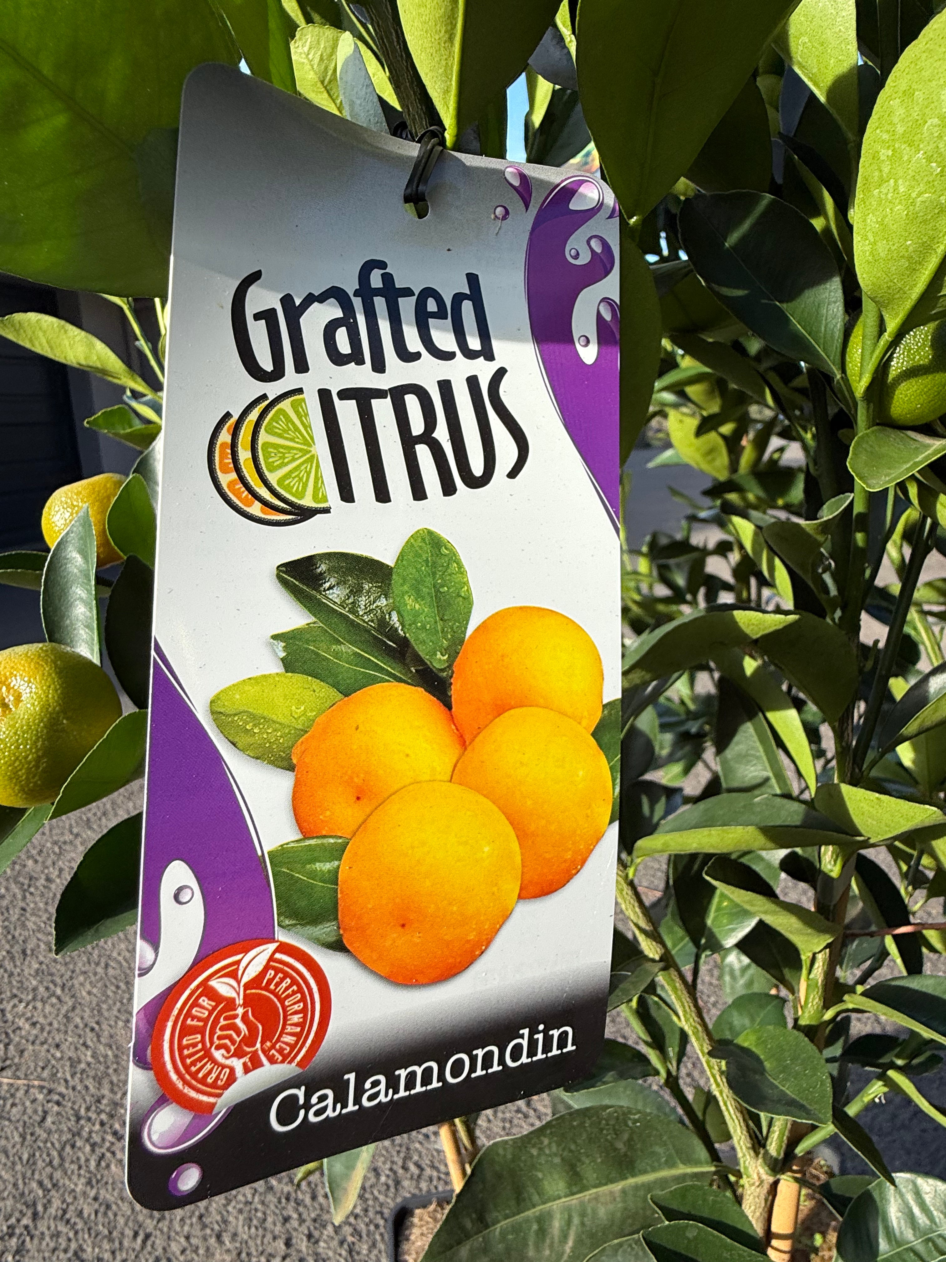 Calamondin Tree