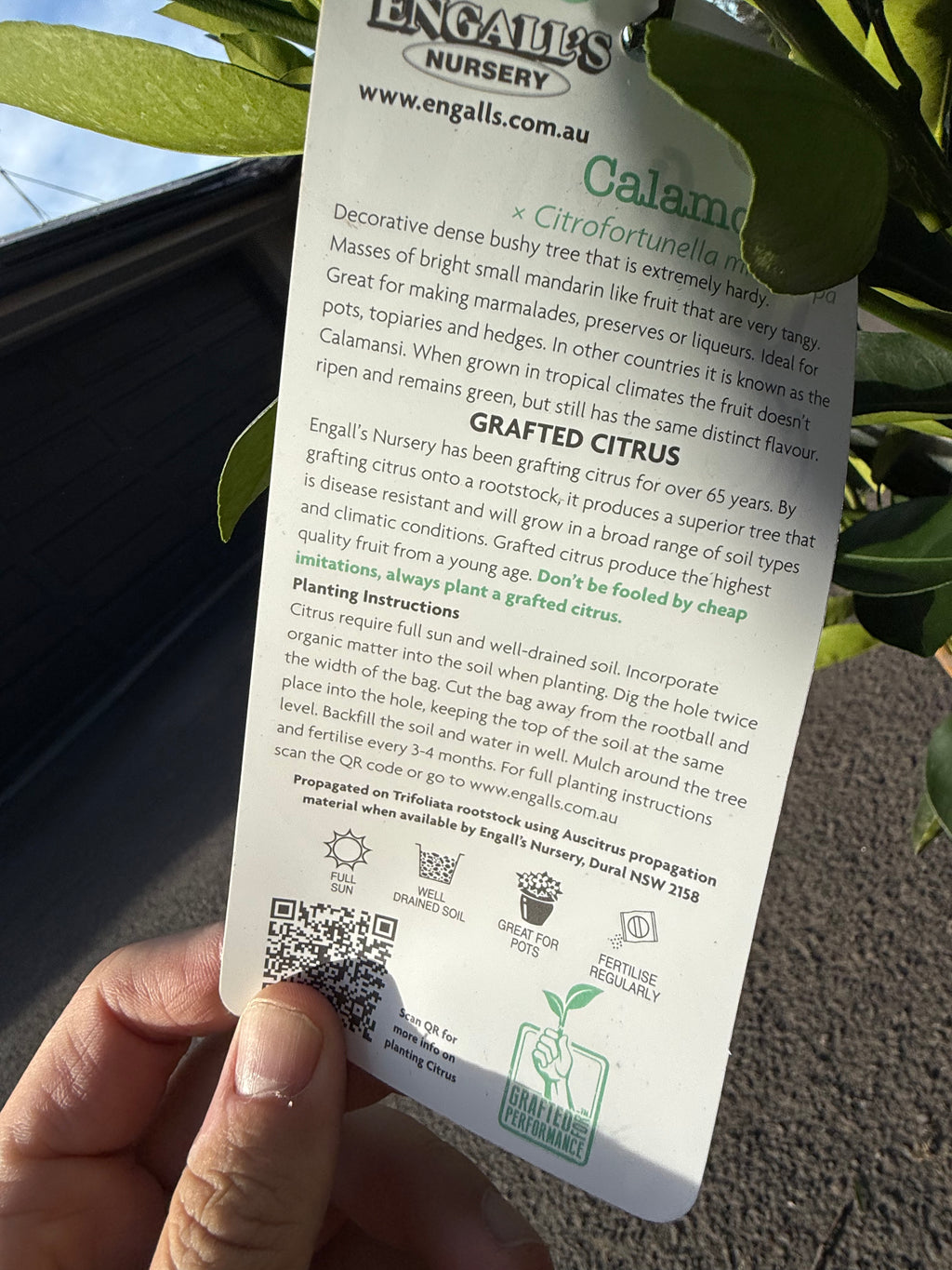 Calamondin Tree