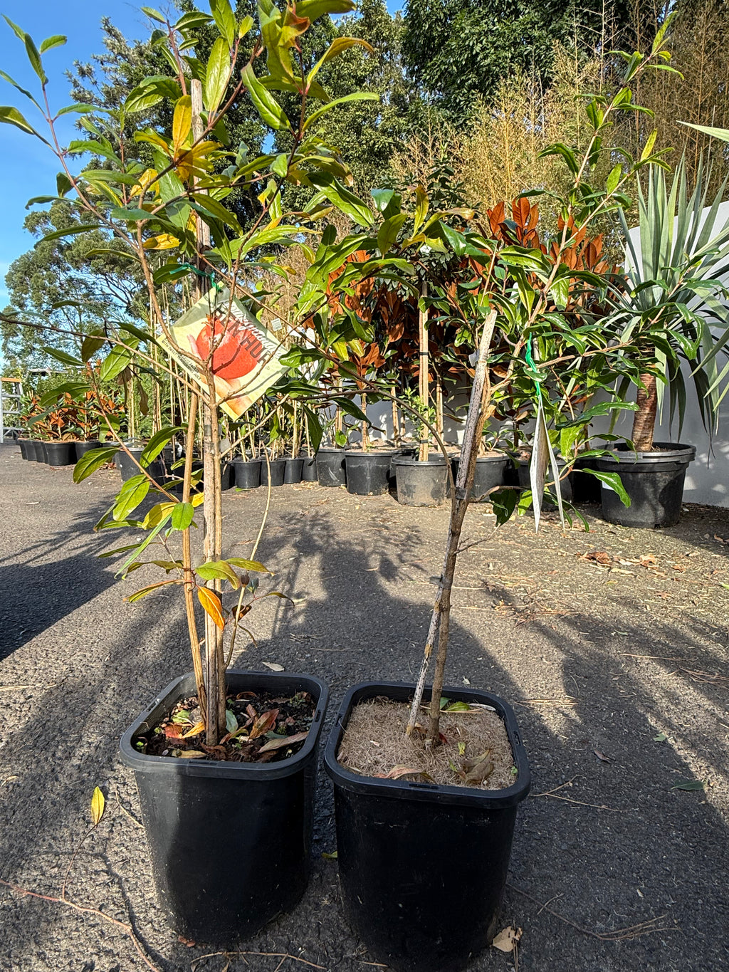 Pomegranate ‘Ben Hur’ (Punica granatum)