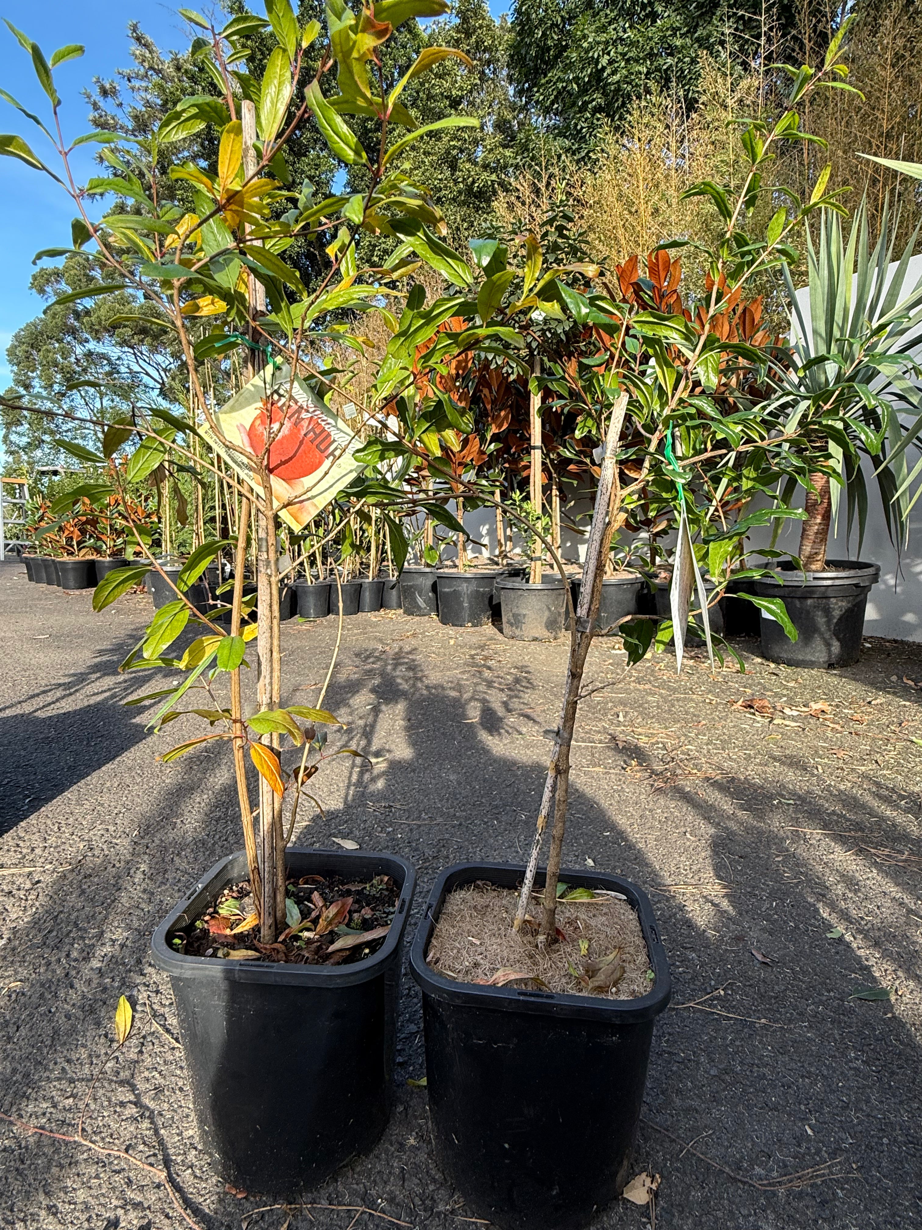 Pomegranate ‘Ben Hur’ (Punica granatum)