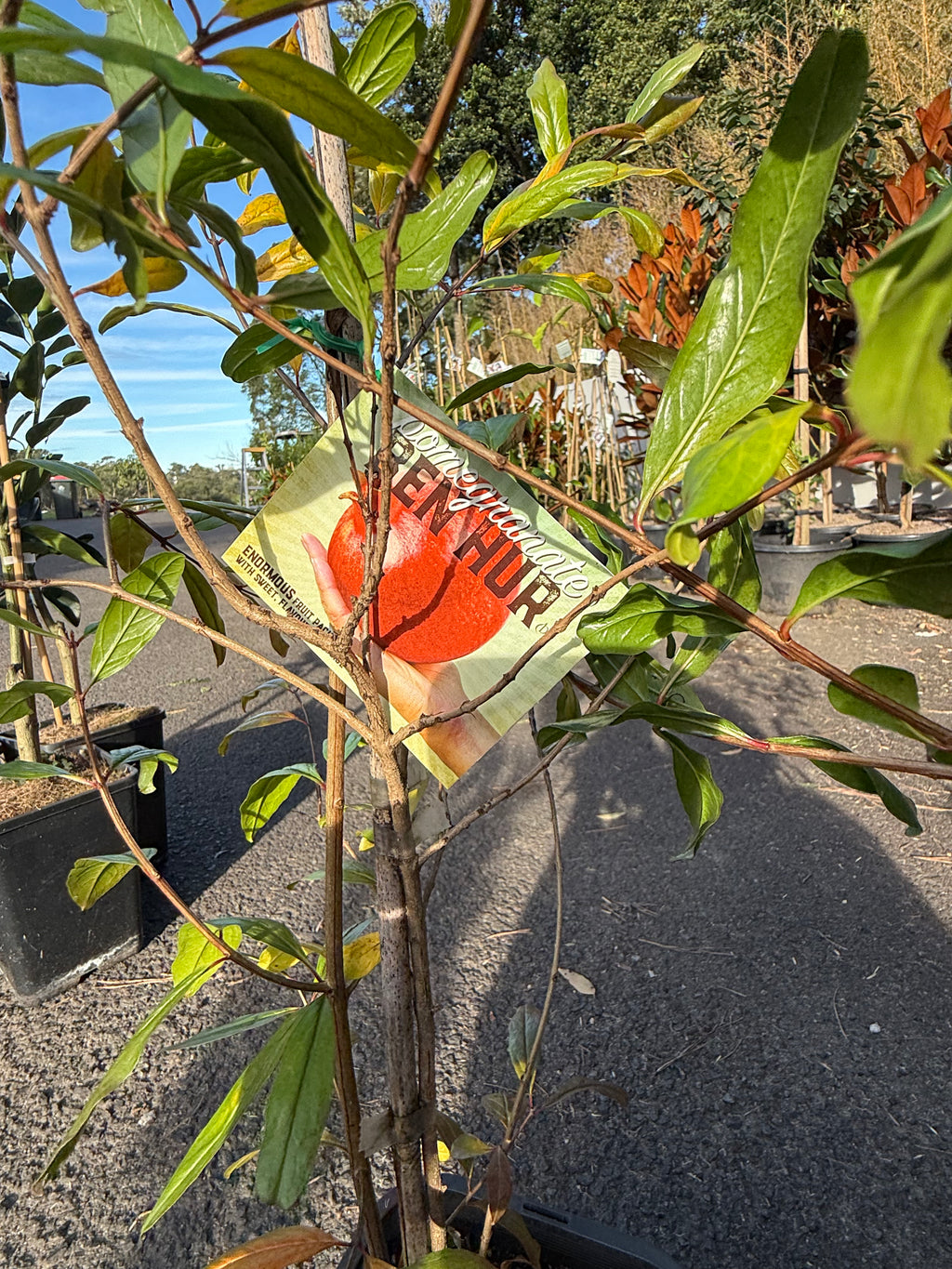 Pomegranate ‘Ben Hur’ (Punica granatum)