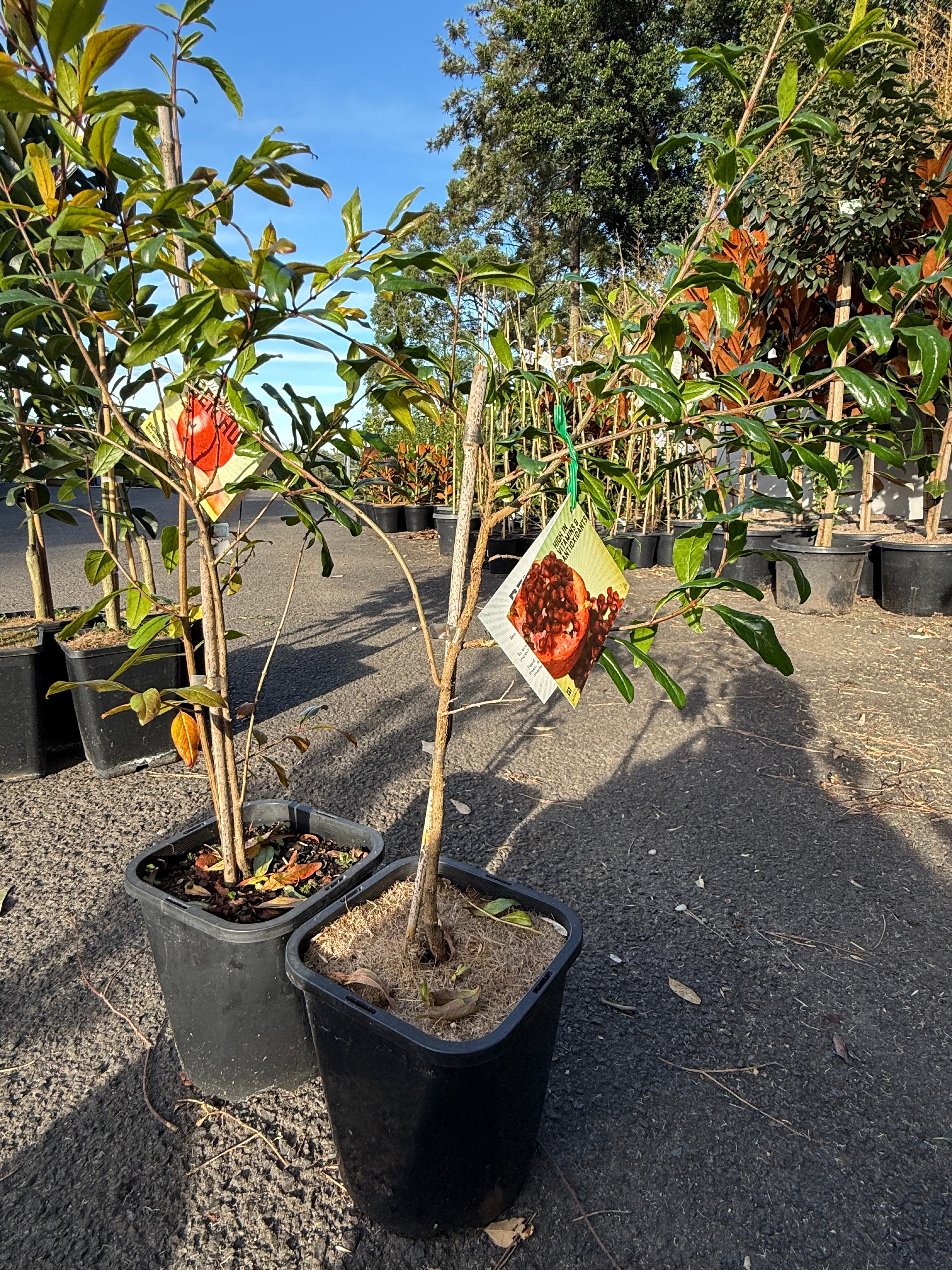 Pomegranate ‘Ben Hur’ (Punica granatum)