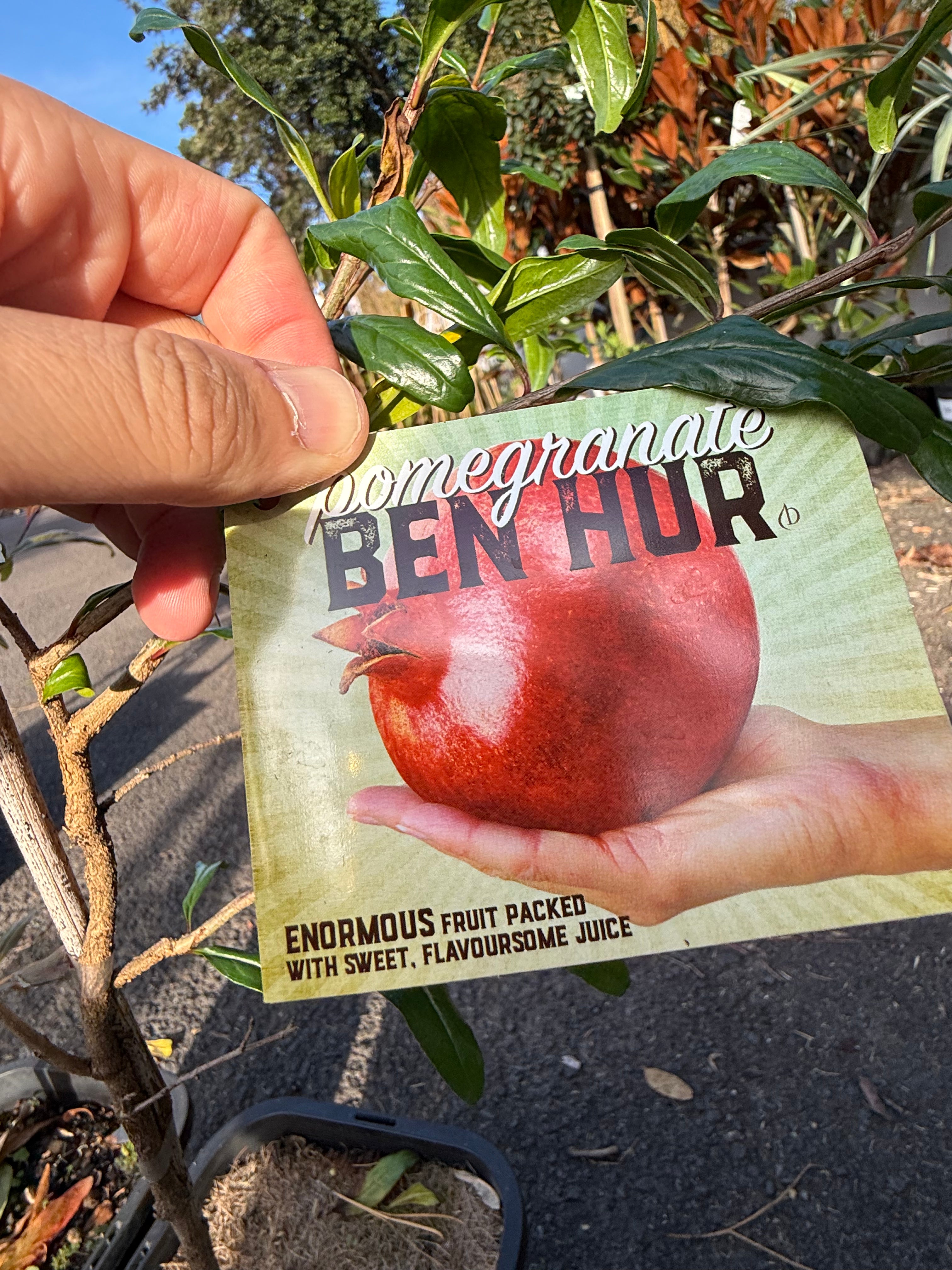 Pomegranate ‘Ben Hur’ (Punica granatum)