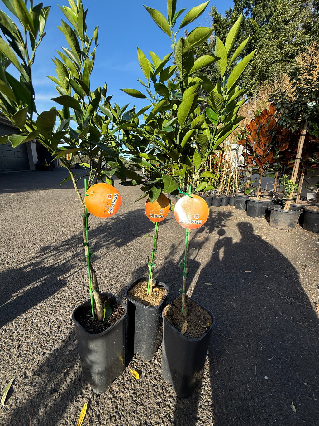 Washington Navel Orange Tree