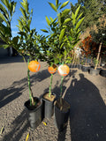 Washington Navel Orange Tree
