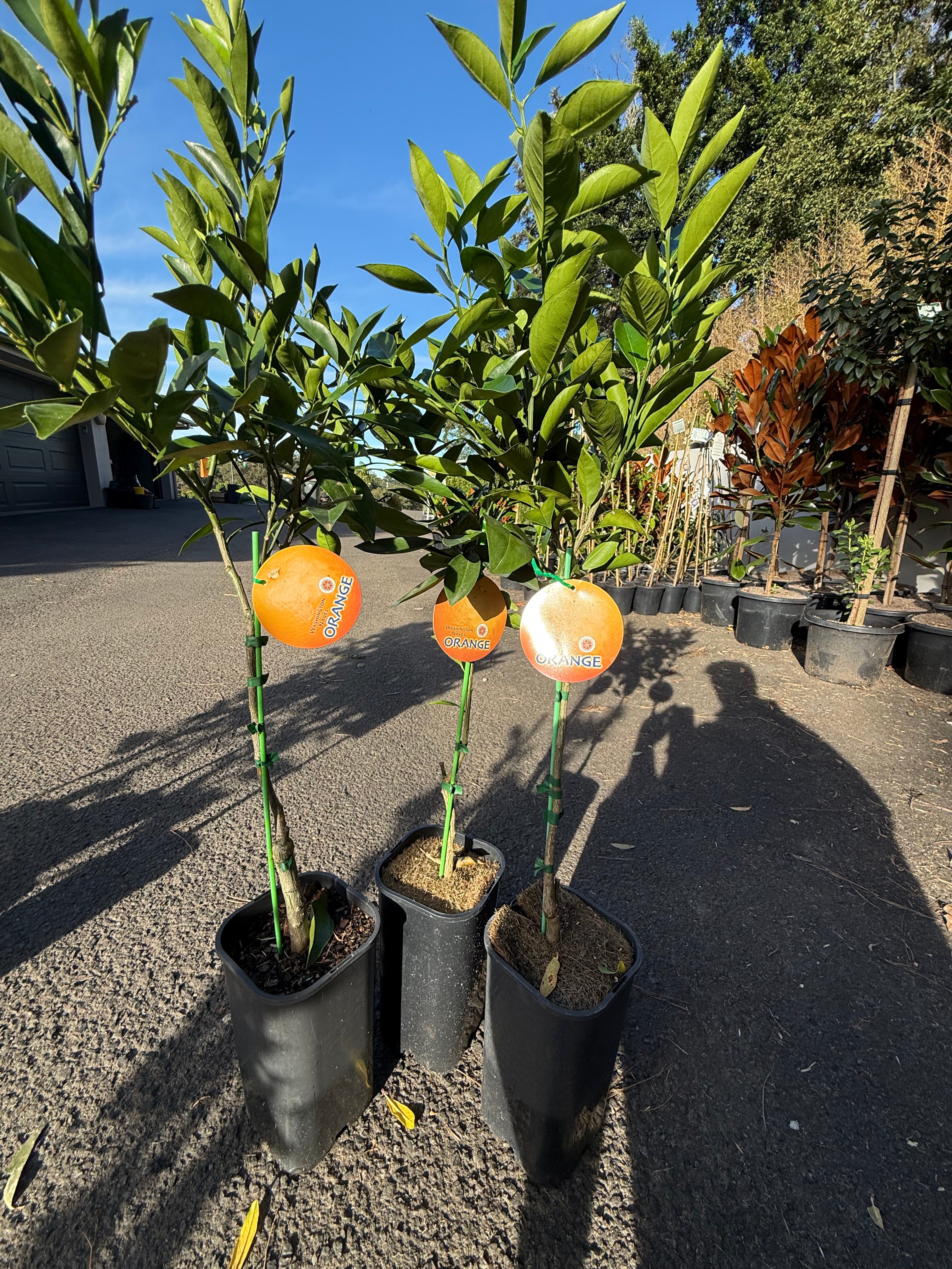 Washington Navel Orange Tree