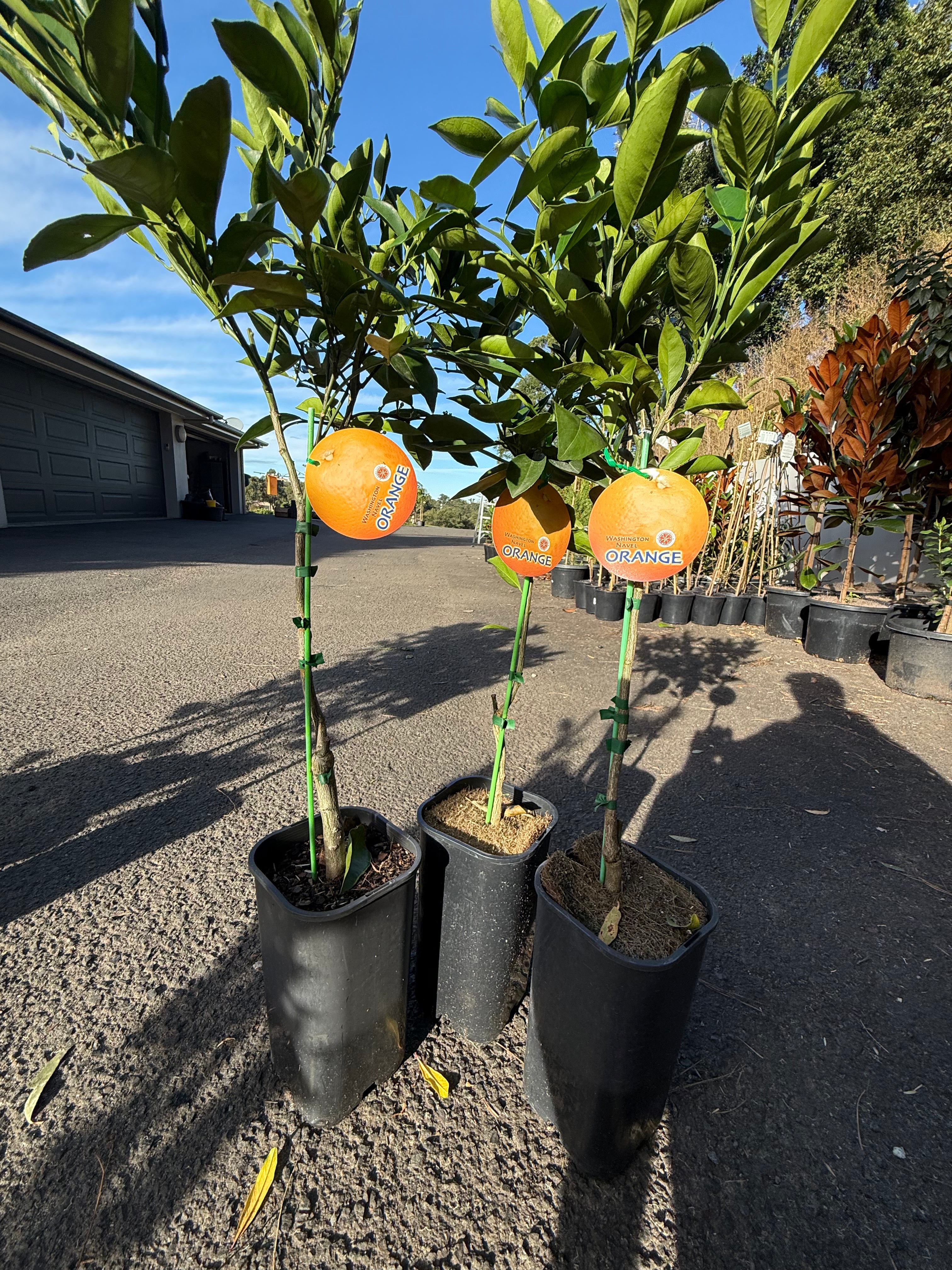 Washington Navel Orange Tree