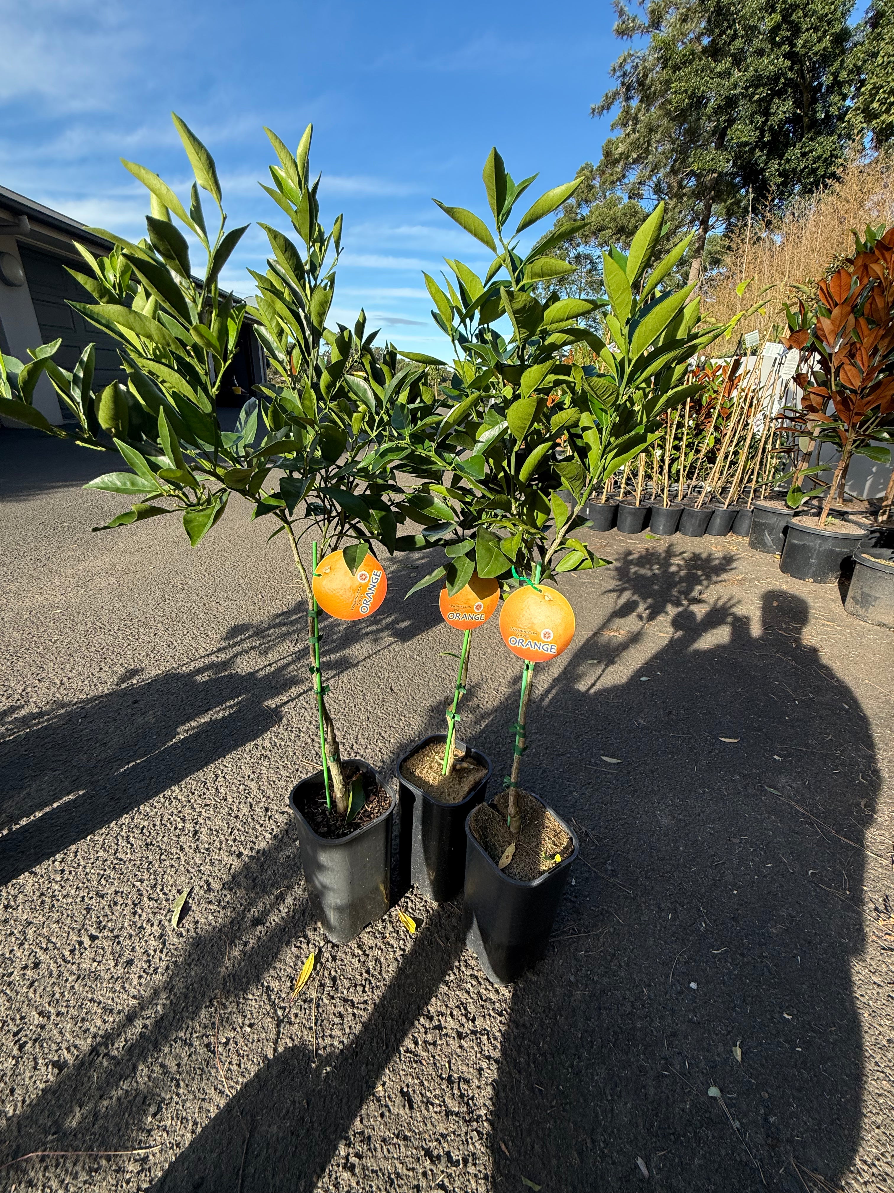 Washington Navel Orange Tree