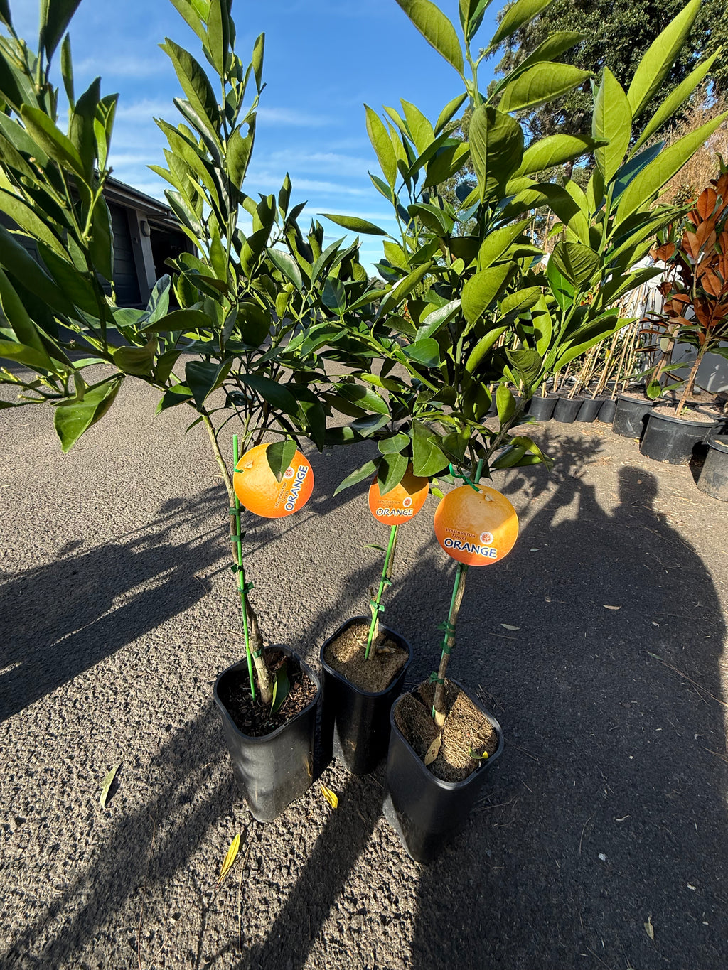 Washington Navel Orange Tree