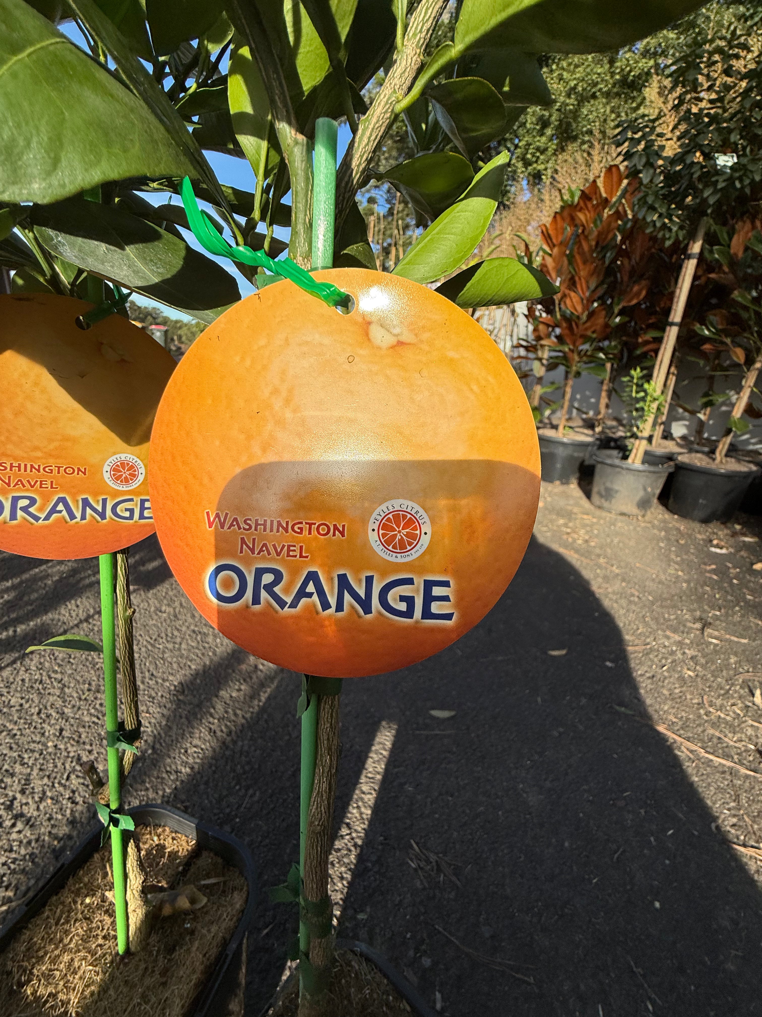 Washington Navel Orange Tree