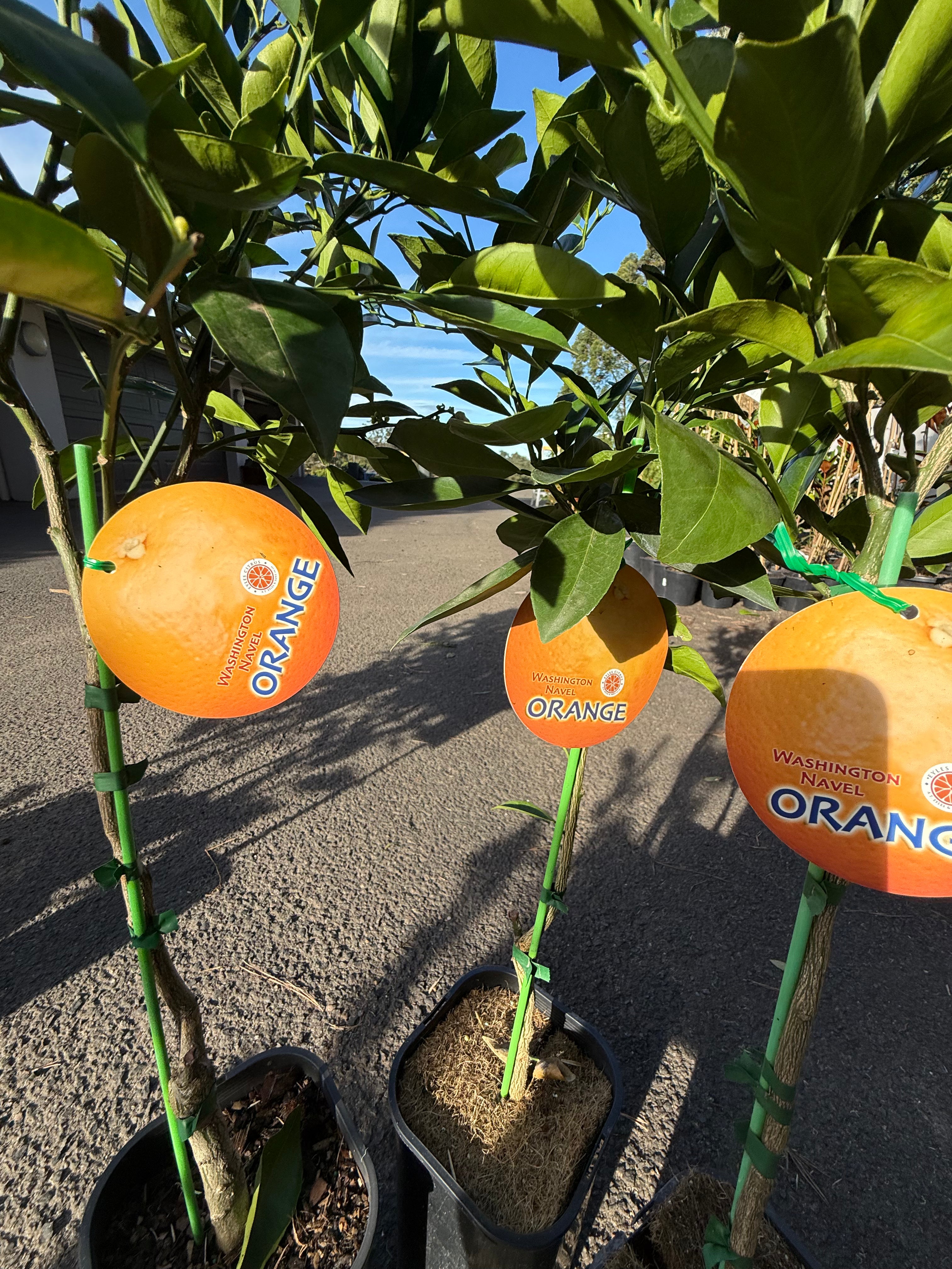 Washington Navel Orange Tree