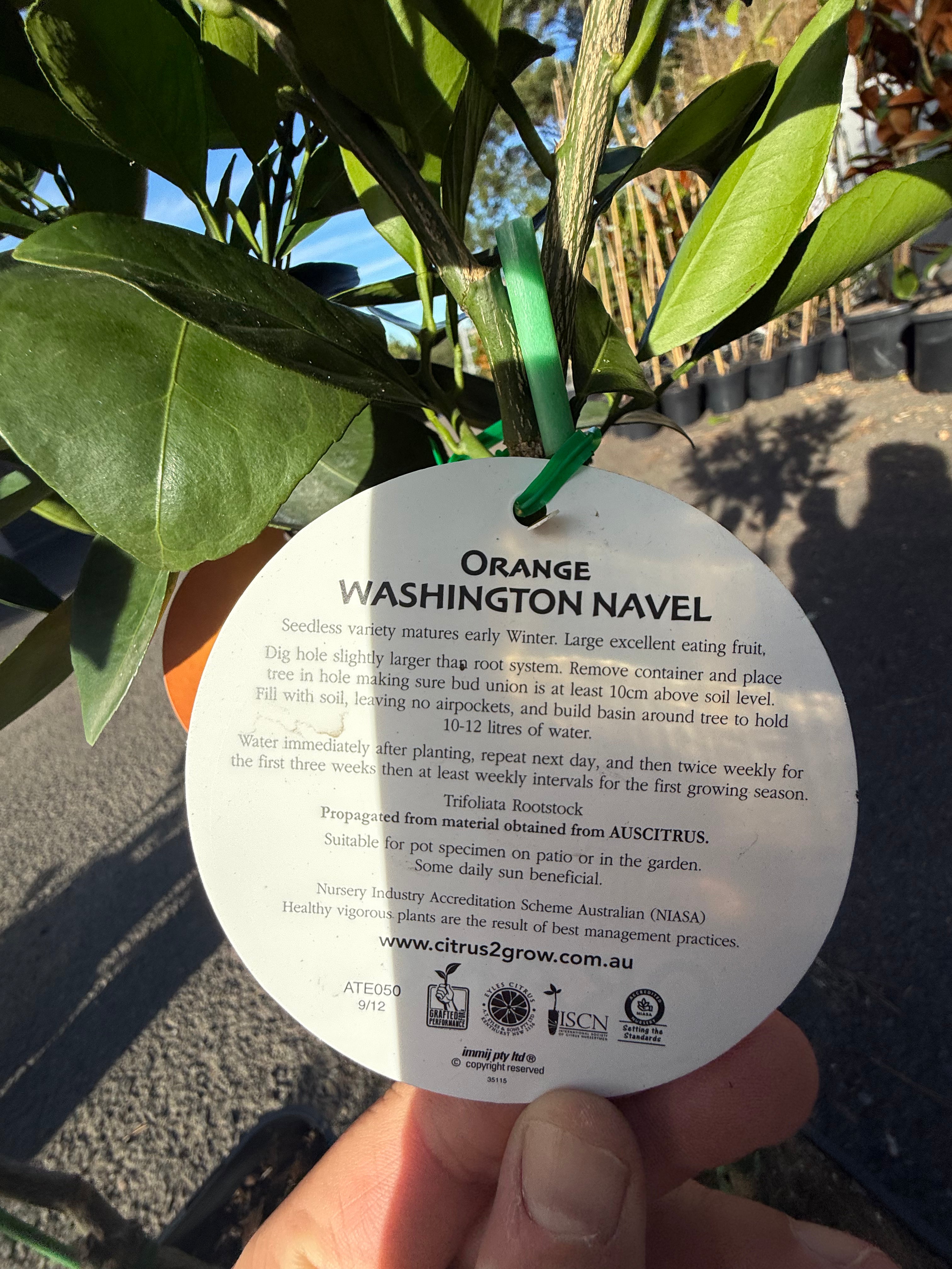 Washington Navel Orange Tree