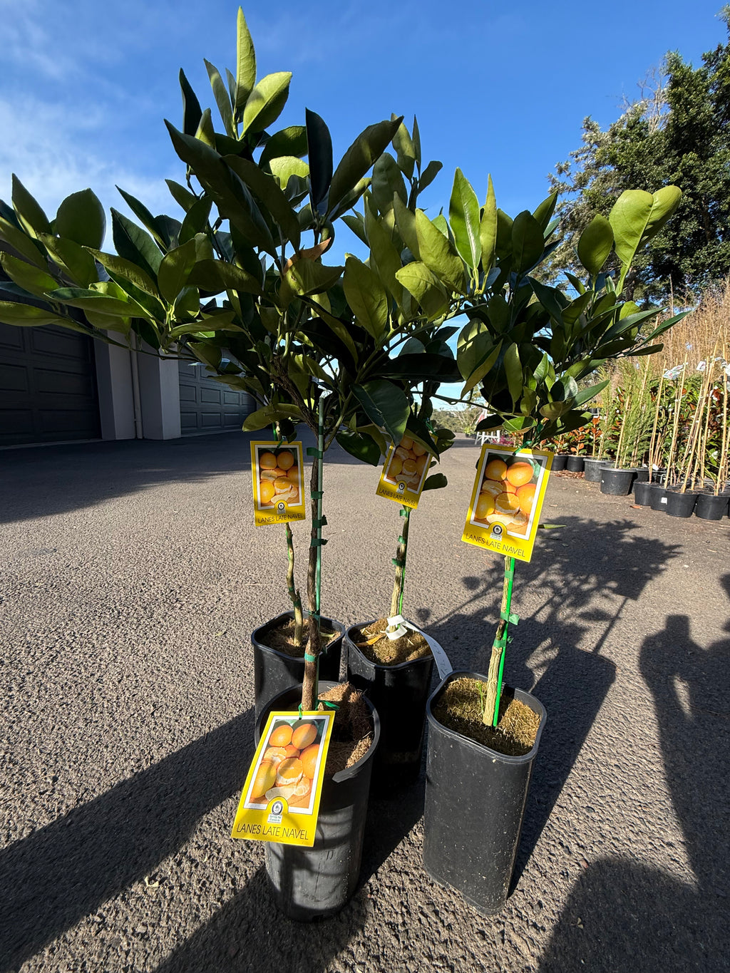 Lanes Late Navel Tree