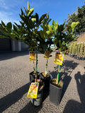 Lanes Late Navel Tree